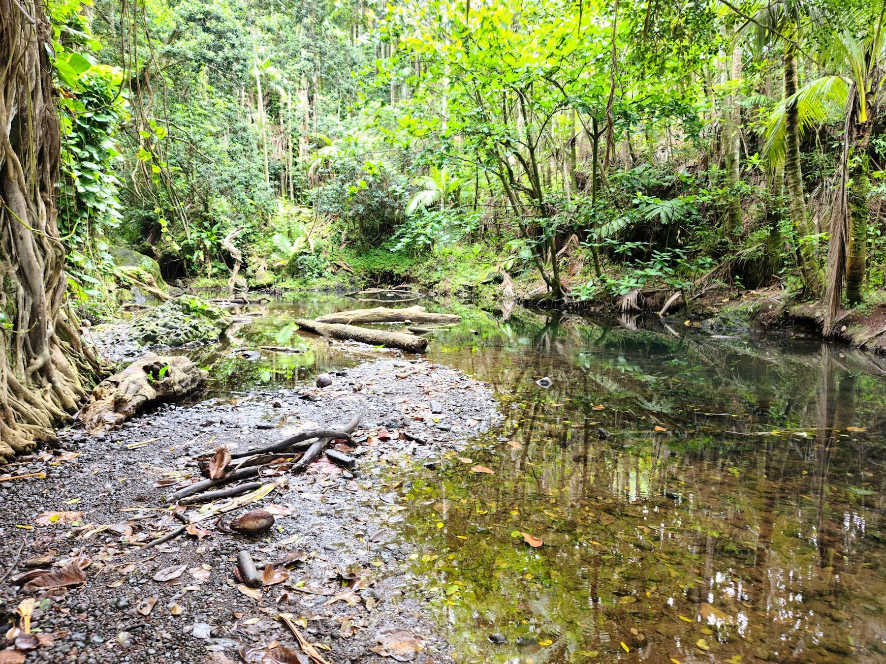 Photo 2 of Onomea Bay Trail in Greater Hilo, Big Island
