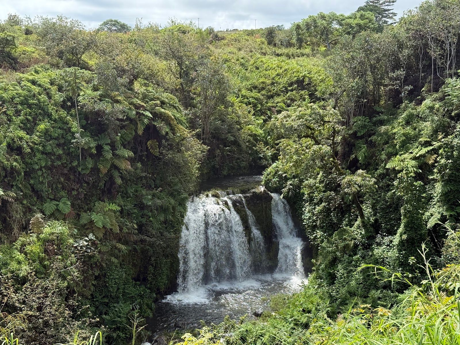 Photo 3 of Hawaii Zipline & Hiking Tours in Greater Hilo, Big Island