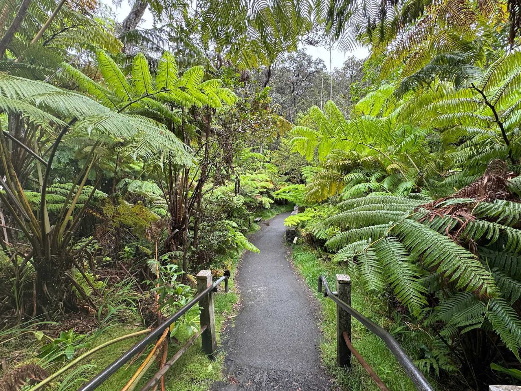Photo 9 of Makaio Tours Hawaii in Mountain View, Big Island