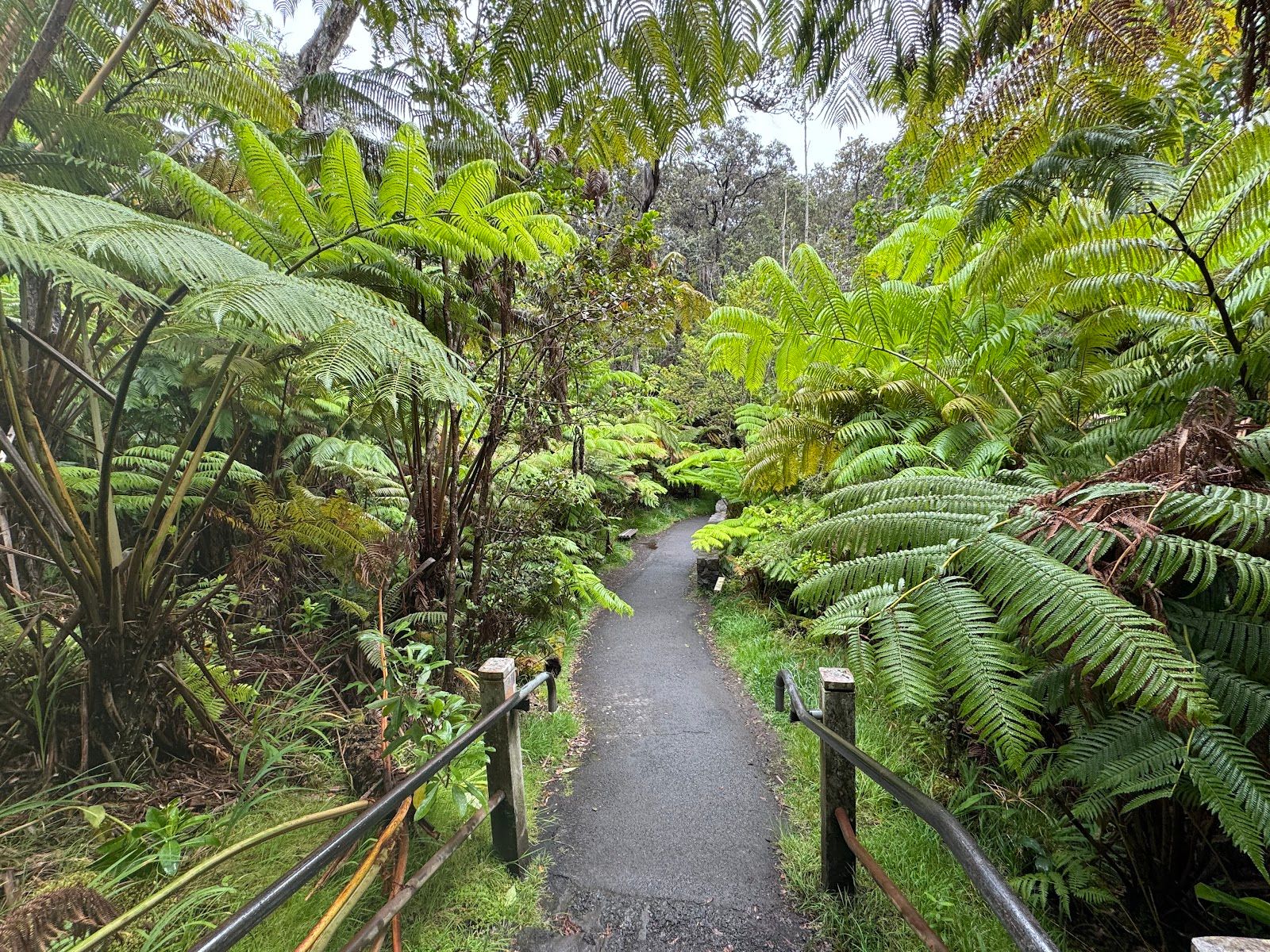Photo 9 of Makaio Tours Hawaii in Mountain View, Big Island