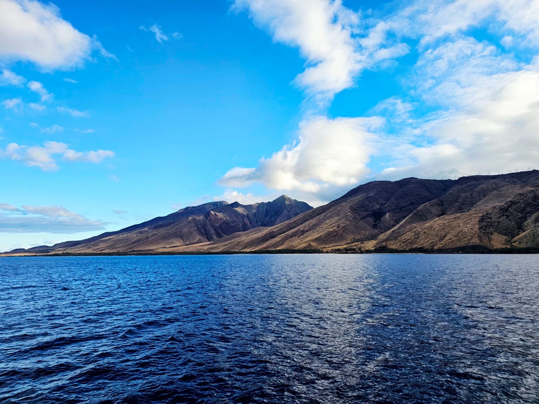 Photo 5 of PacWhale Eco-Adventures in Māʻalaea, Maui