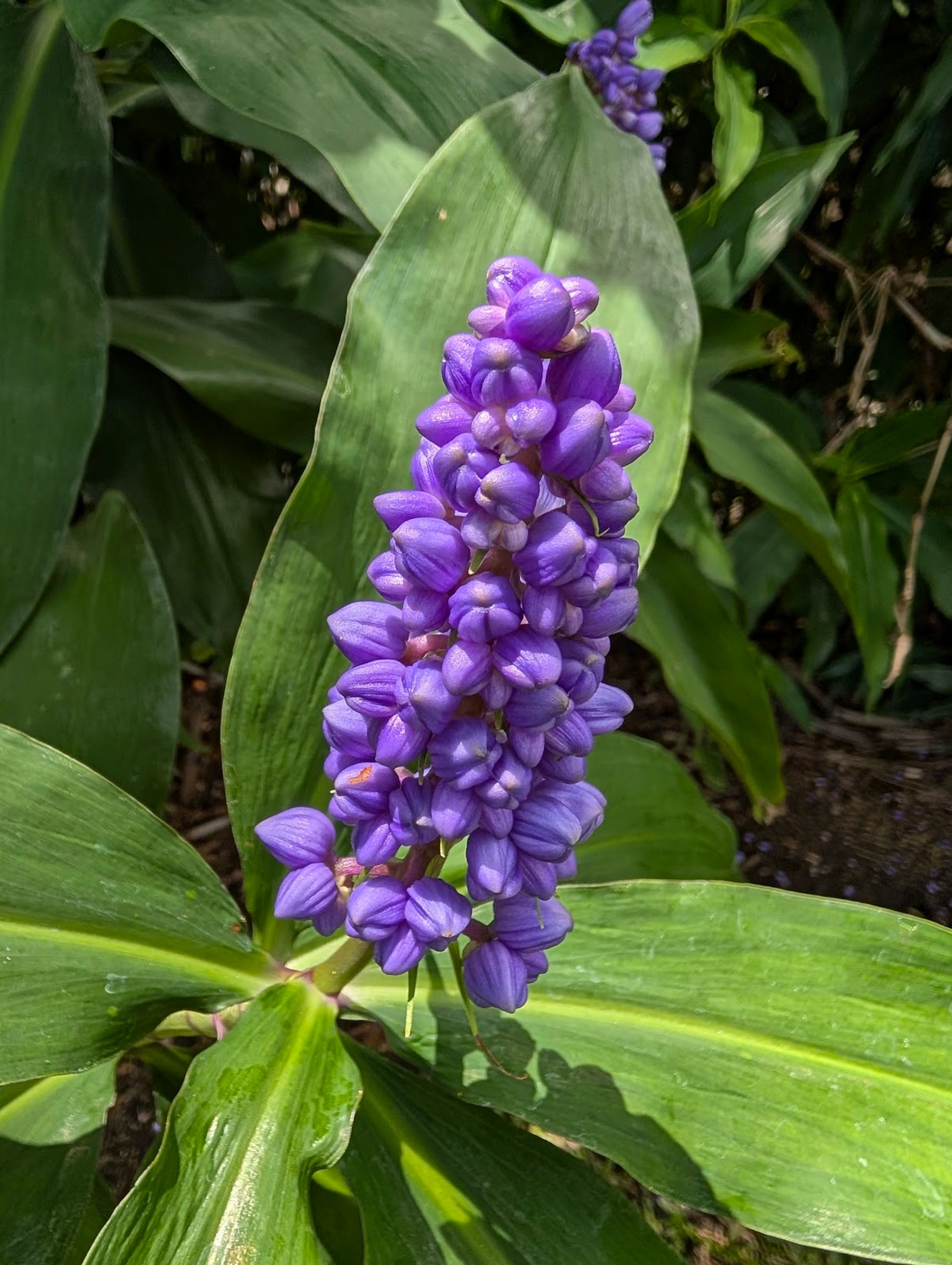 Photo 9 of Liliʻuokalani Botanical Garden in Mānoa, Makiki & Nuʻuanu, Oahu