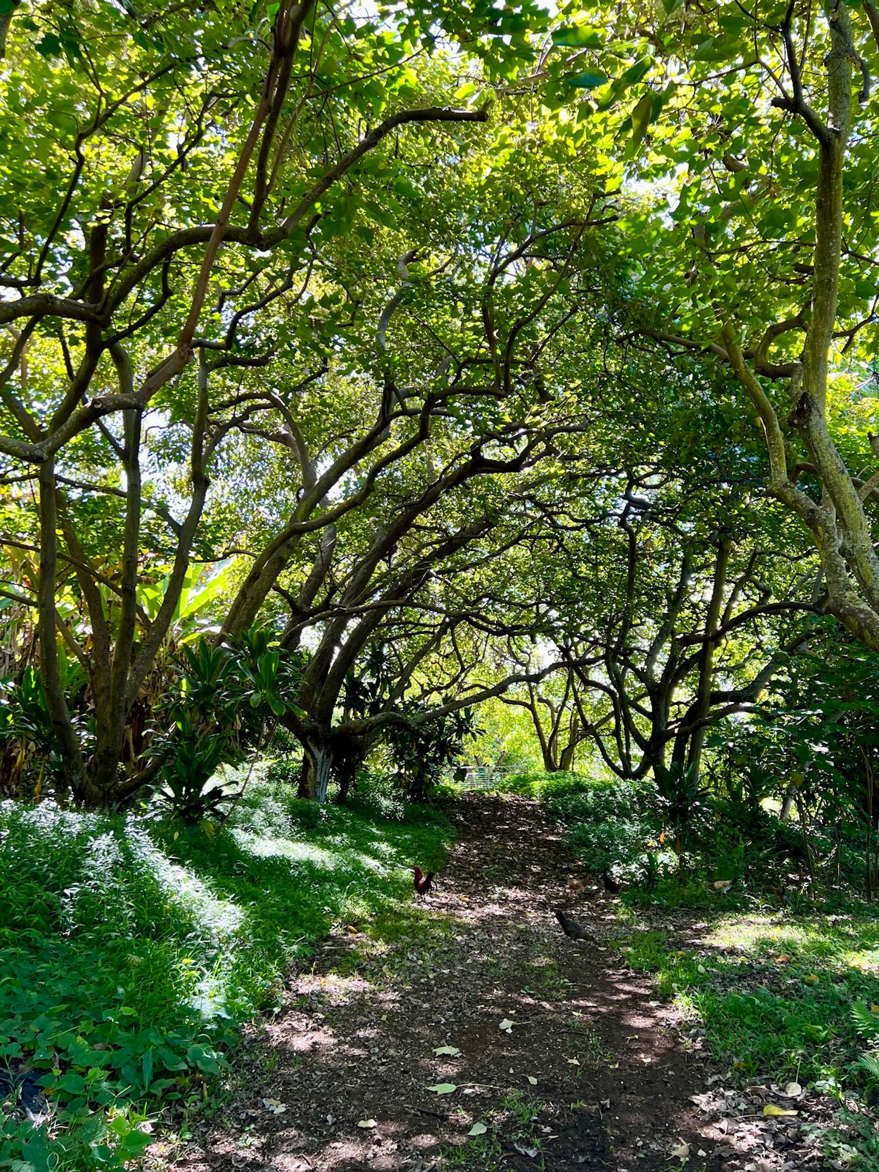 Photo 5 of Amy Greenwell Ethnobotanical Garden in South Kona, Big Island