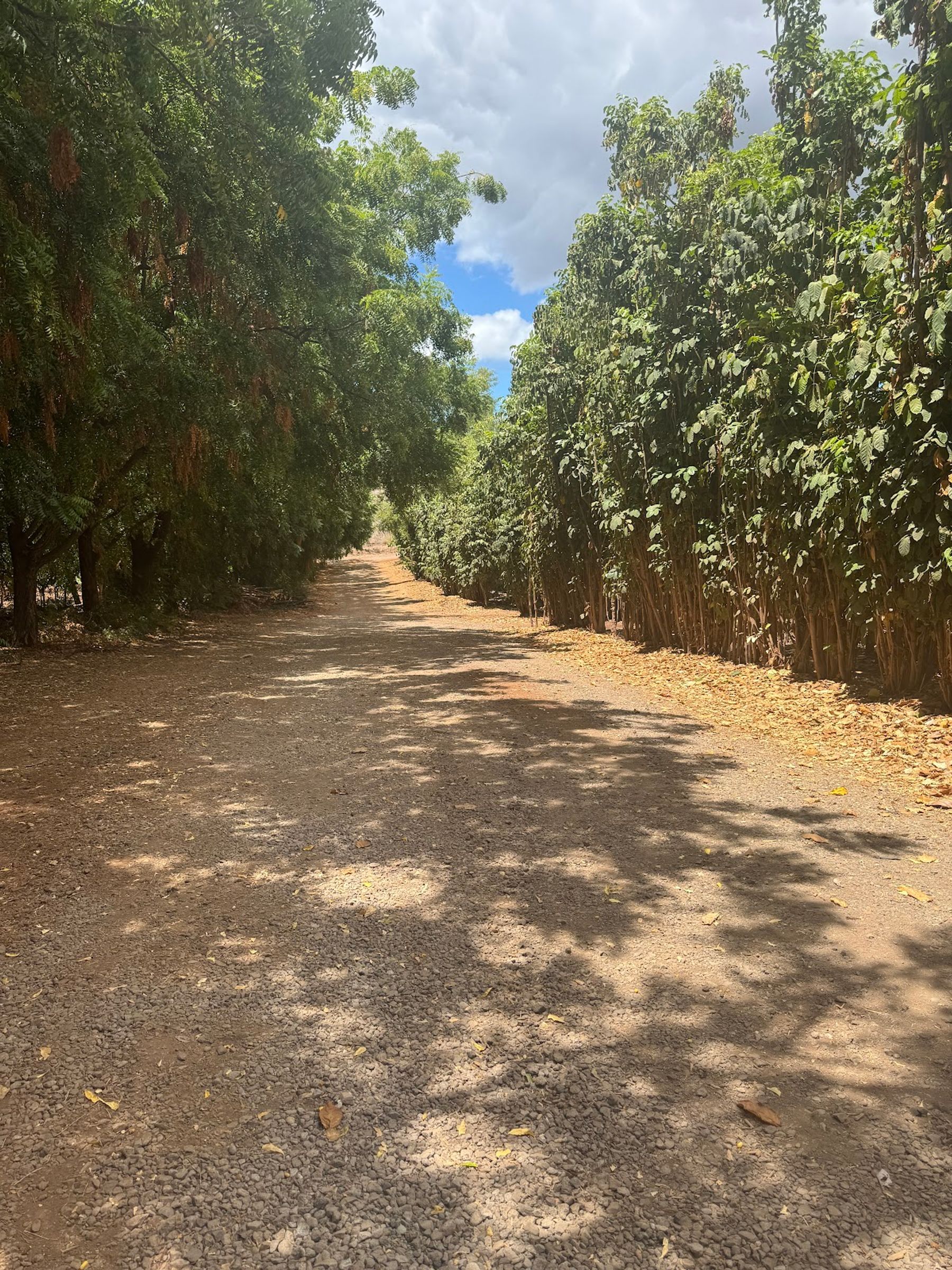 Photo 6 of Maui Chocolate Tour in Lāhainā, Maui
