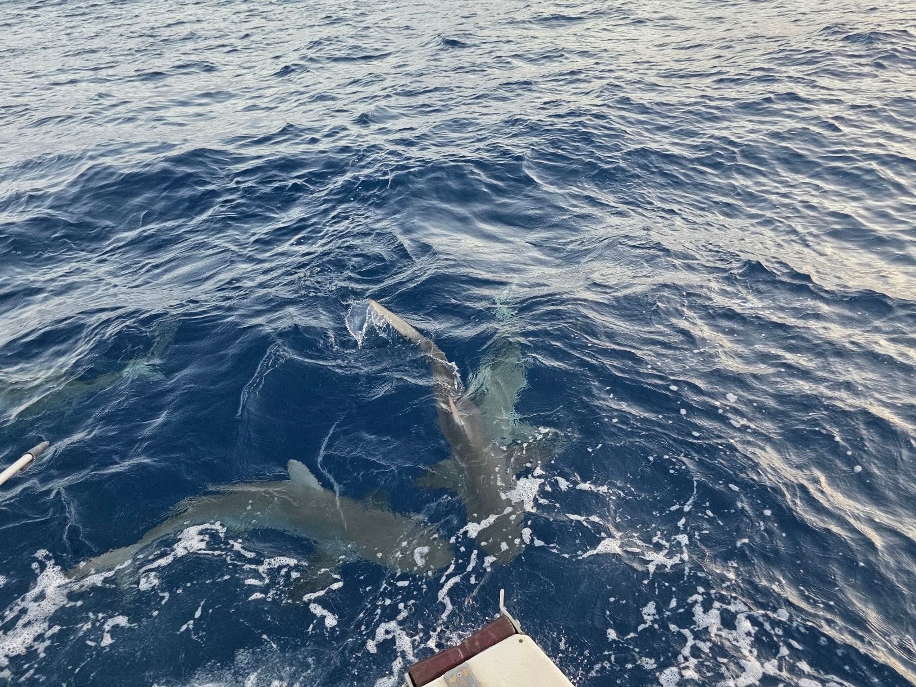 Photo 3 of Hawaii Shark Encounters in Haleʻiwa, Oahu