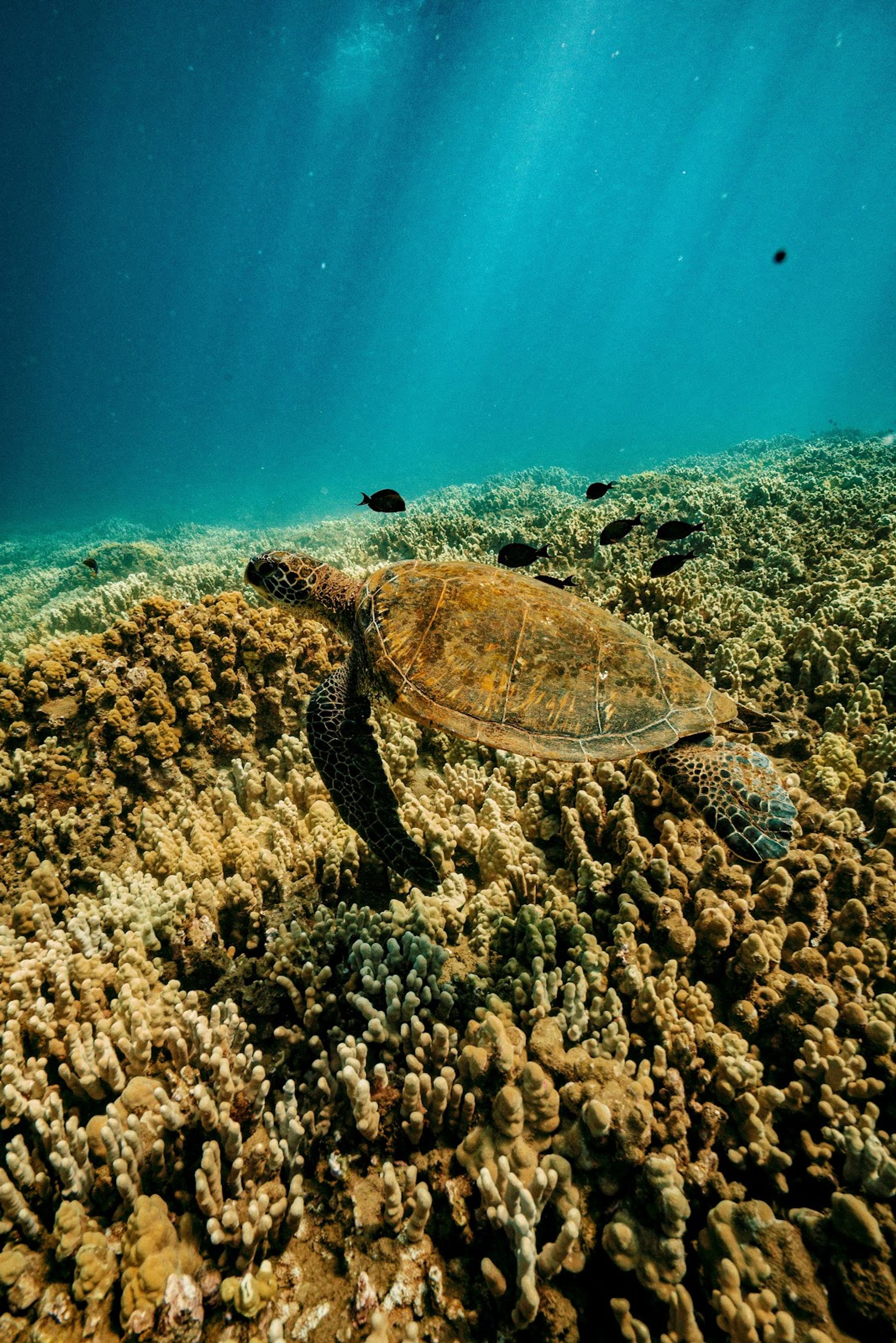 Photo 3 of Molokini Crater in Mākena, Maui
