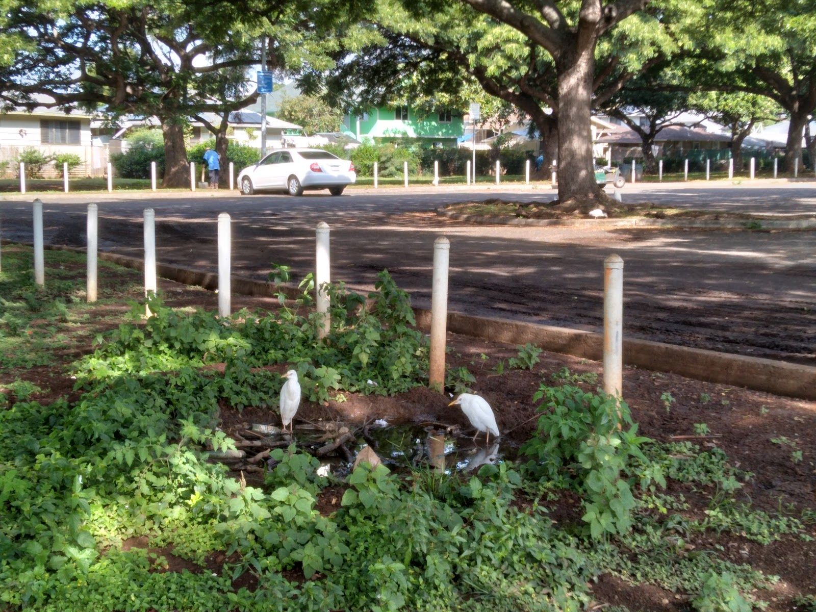 Photo 10 of Neal S. Blaisdell Park in Pearl City, Oahu