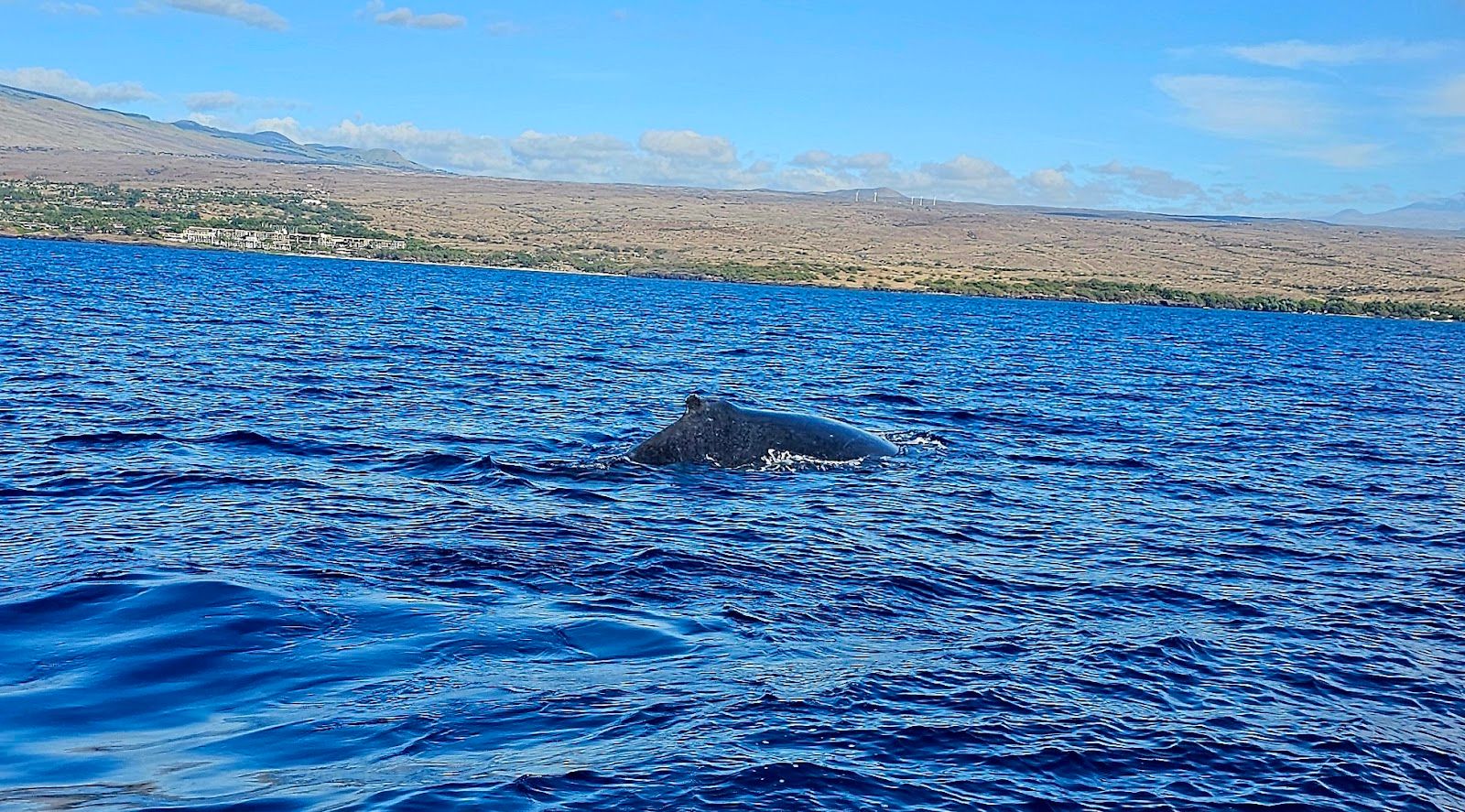 Photo 5 of Da Whale Boat in Mauna Kea Beach, Big Island