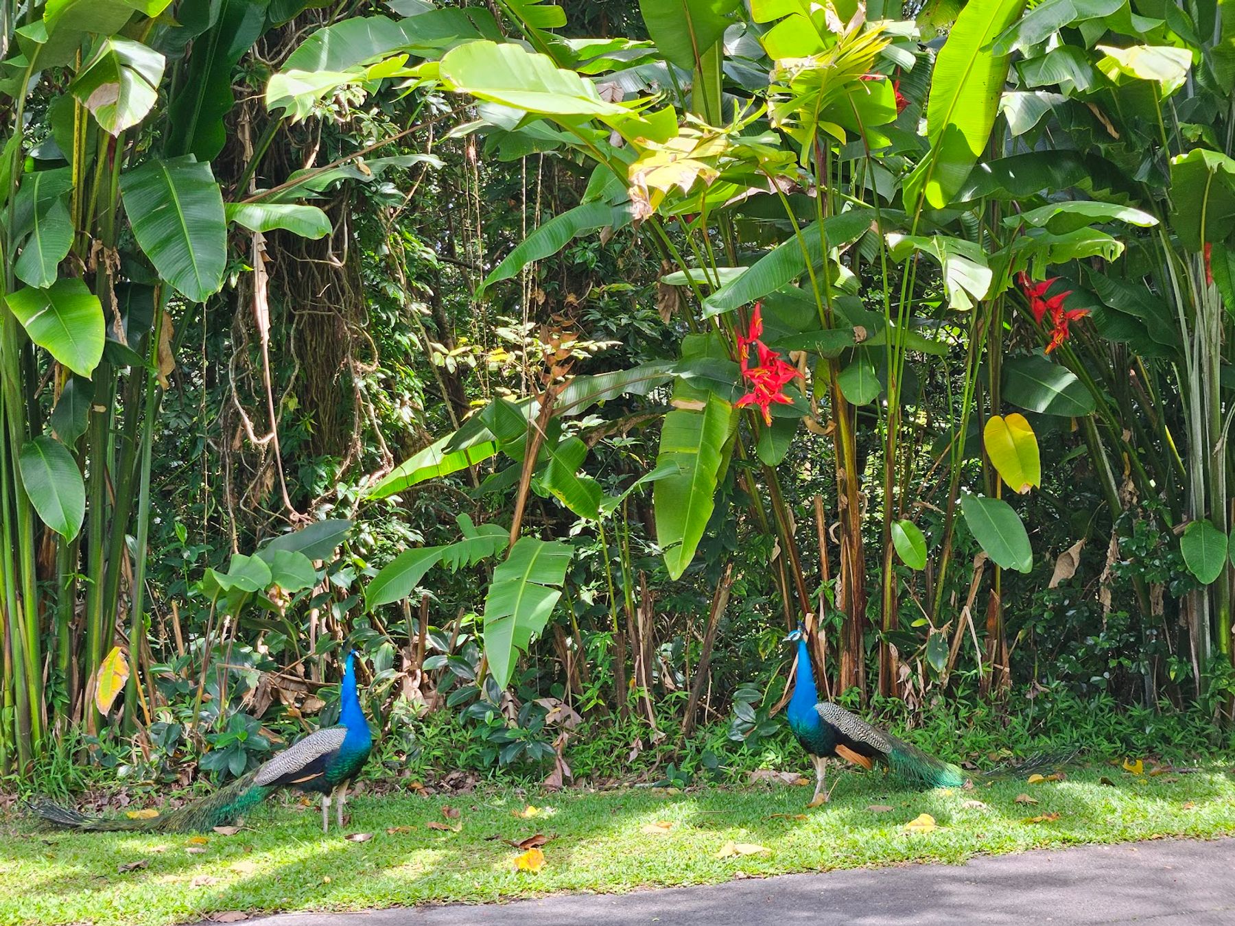 Photo 8 of Panaewa Rainforest Zoo and Gardens in Hilo, Big Island
