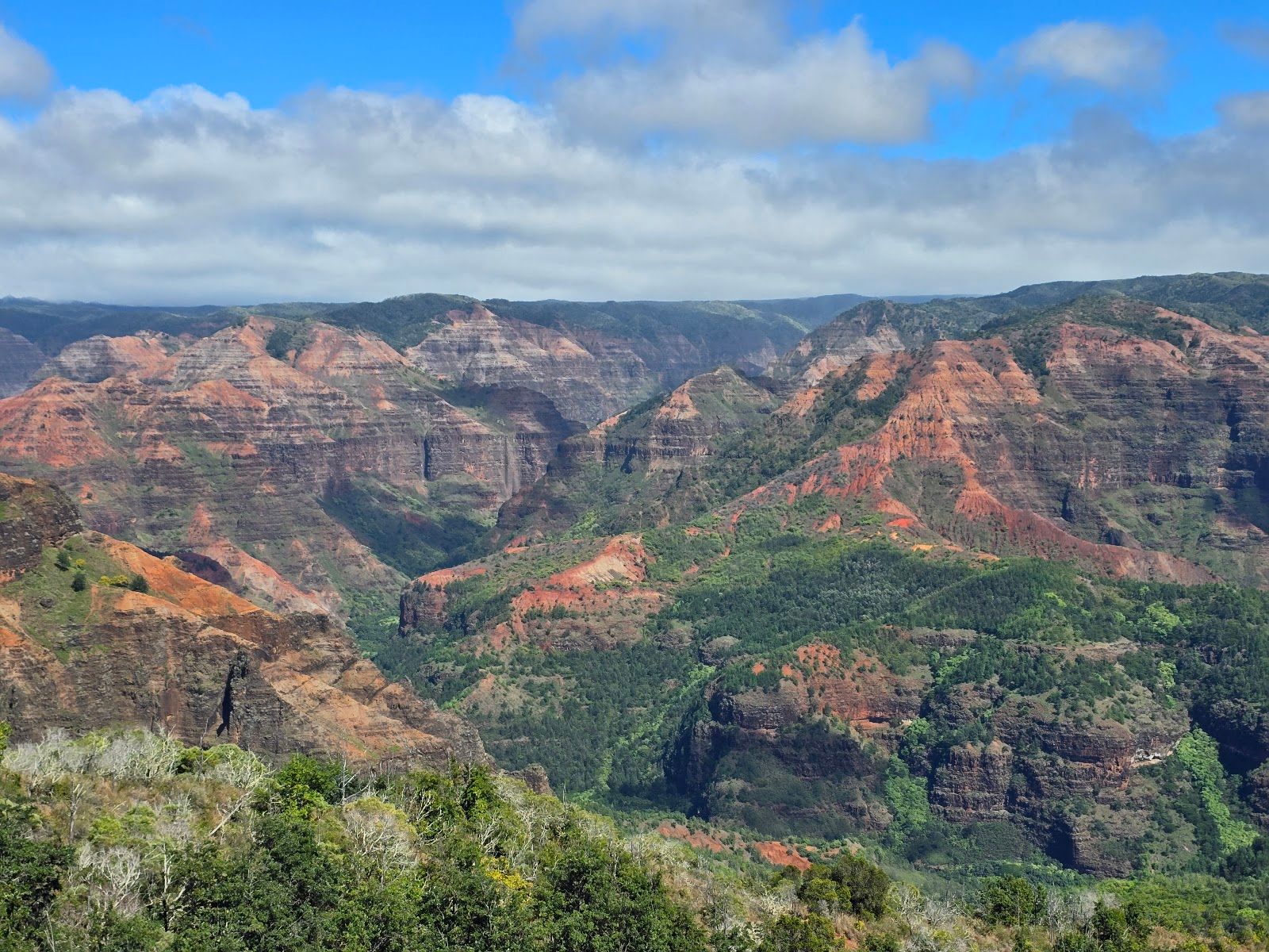 Photo 4 of Iliau Trail in Waimea Canyon & Kōkeʻe, Kauai