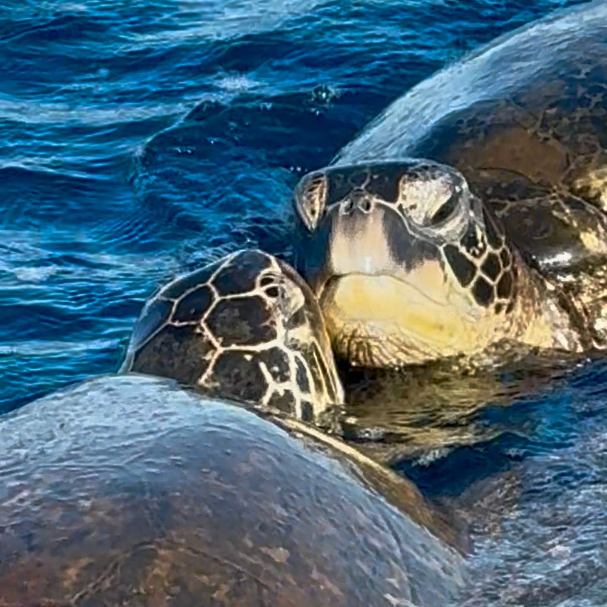 Photo 4 of Maui Reef Adventures in Māʻalaea, Maui