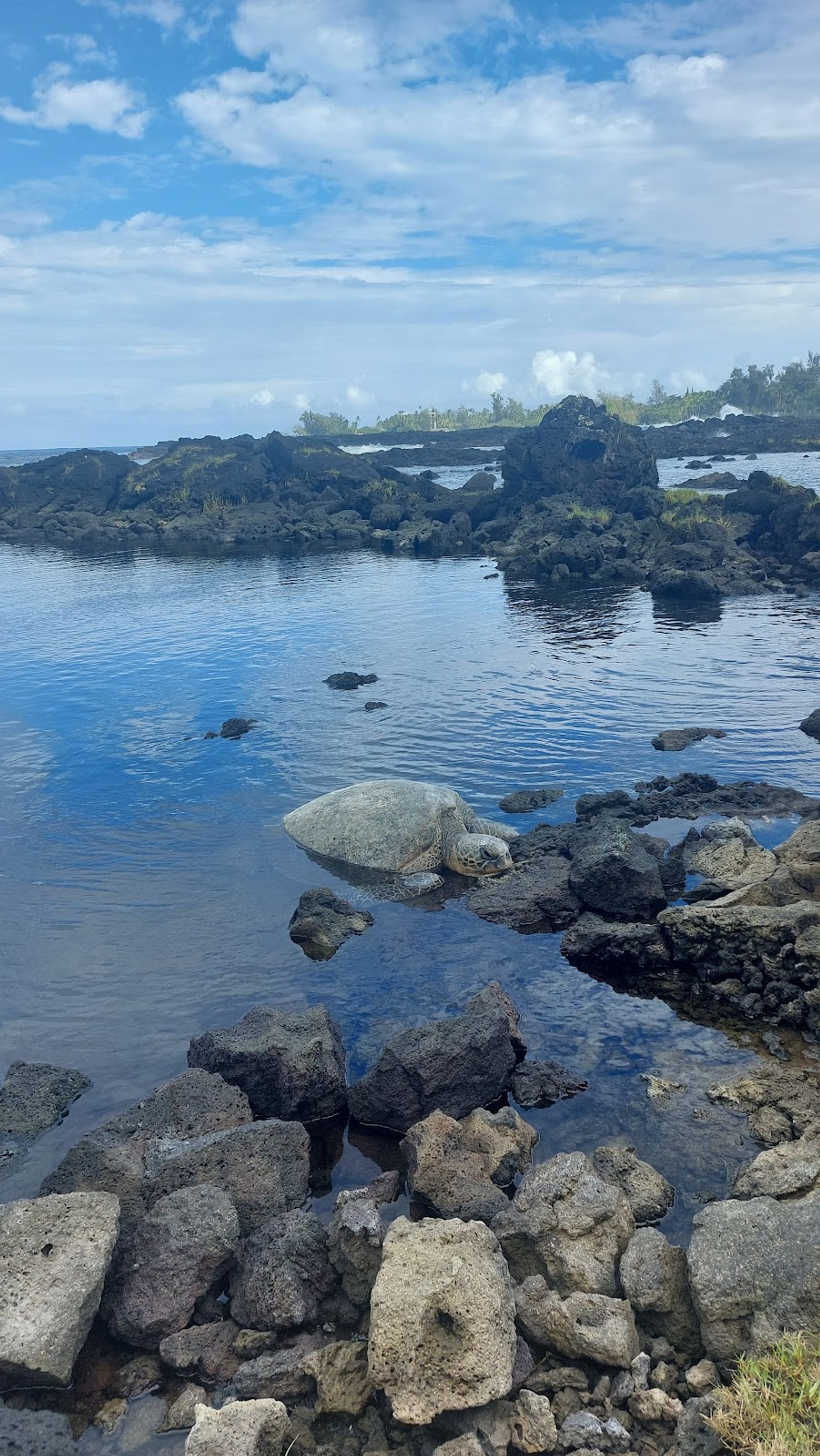 Photo 9 of Carlsmith Beach Park in Hilo, Big Island