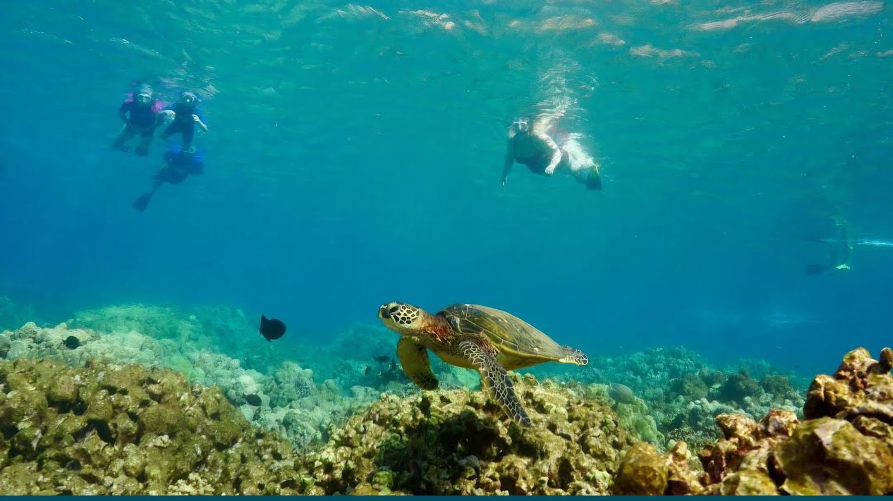 Photo 8 of Maui Snorkeling in Māʻalaea, Maui
