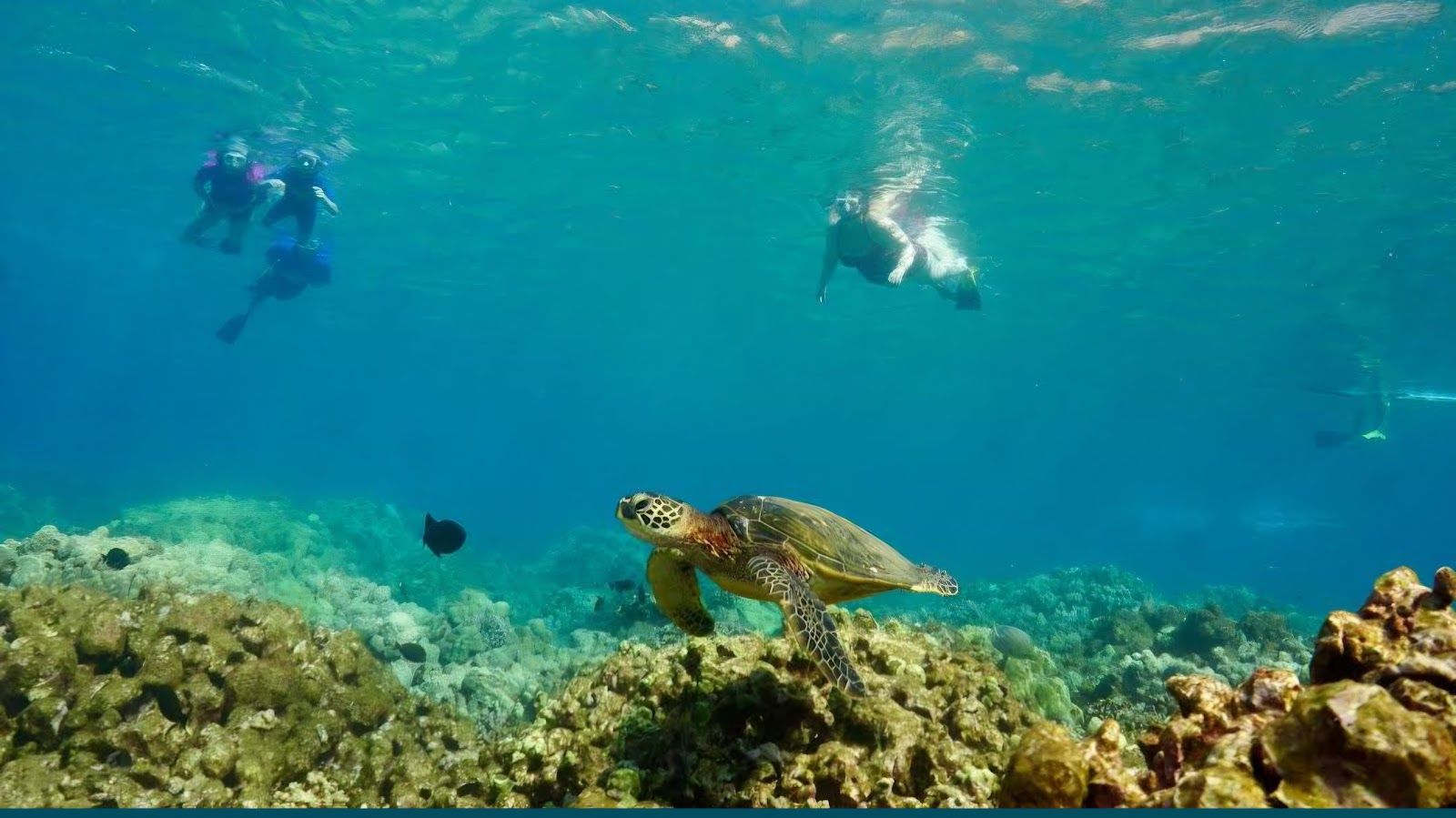 Photo 8 of Maui Snorkeling in Māʻalaea, Maui