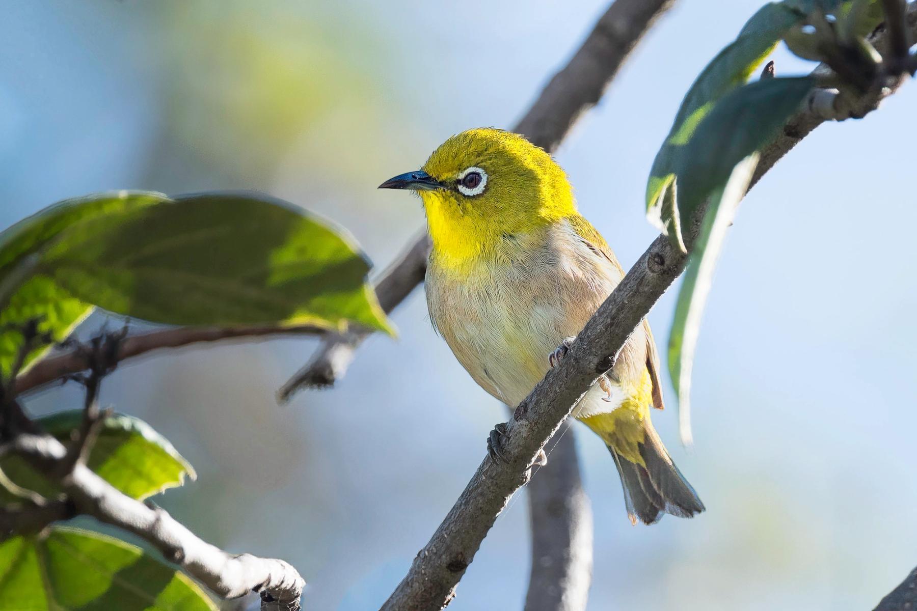 Japanese white-eye with yellow-green head and white eye-ring perched on a branch against a soft blue background