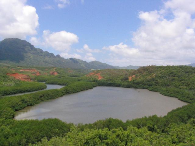 a fishpond in Lihue