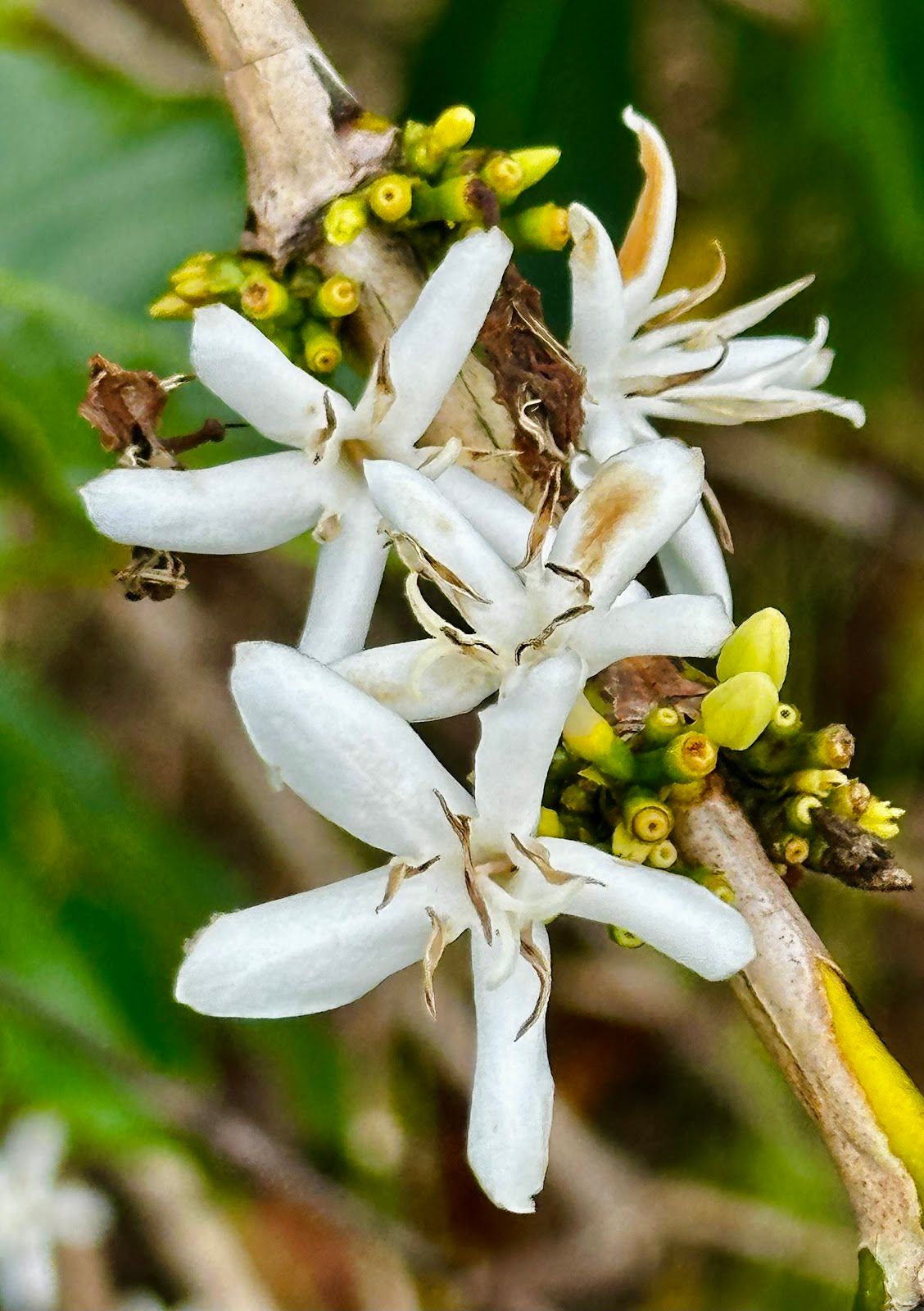 Photo 4 of Kona Farm Direct Coffee in Hōlualoa, Big Island