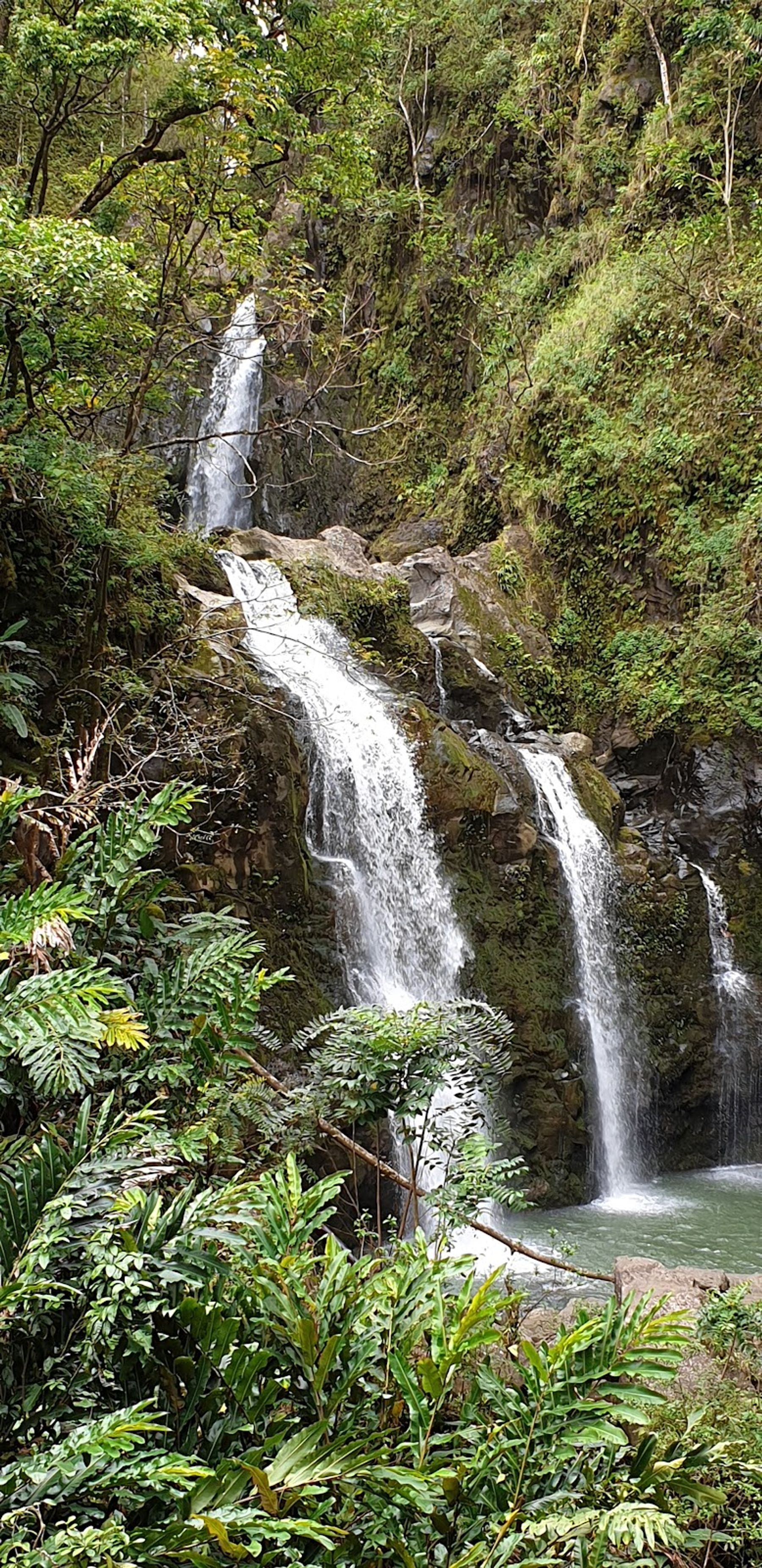 Photo 7 of Wailua Valley State Wayside in Keʻanae-Nāhiku, Maui