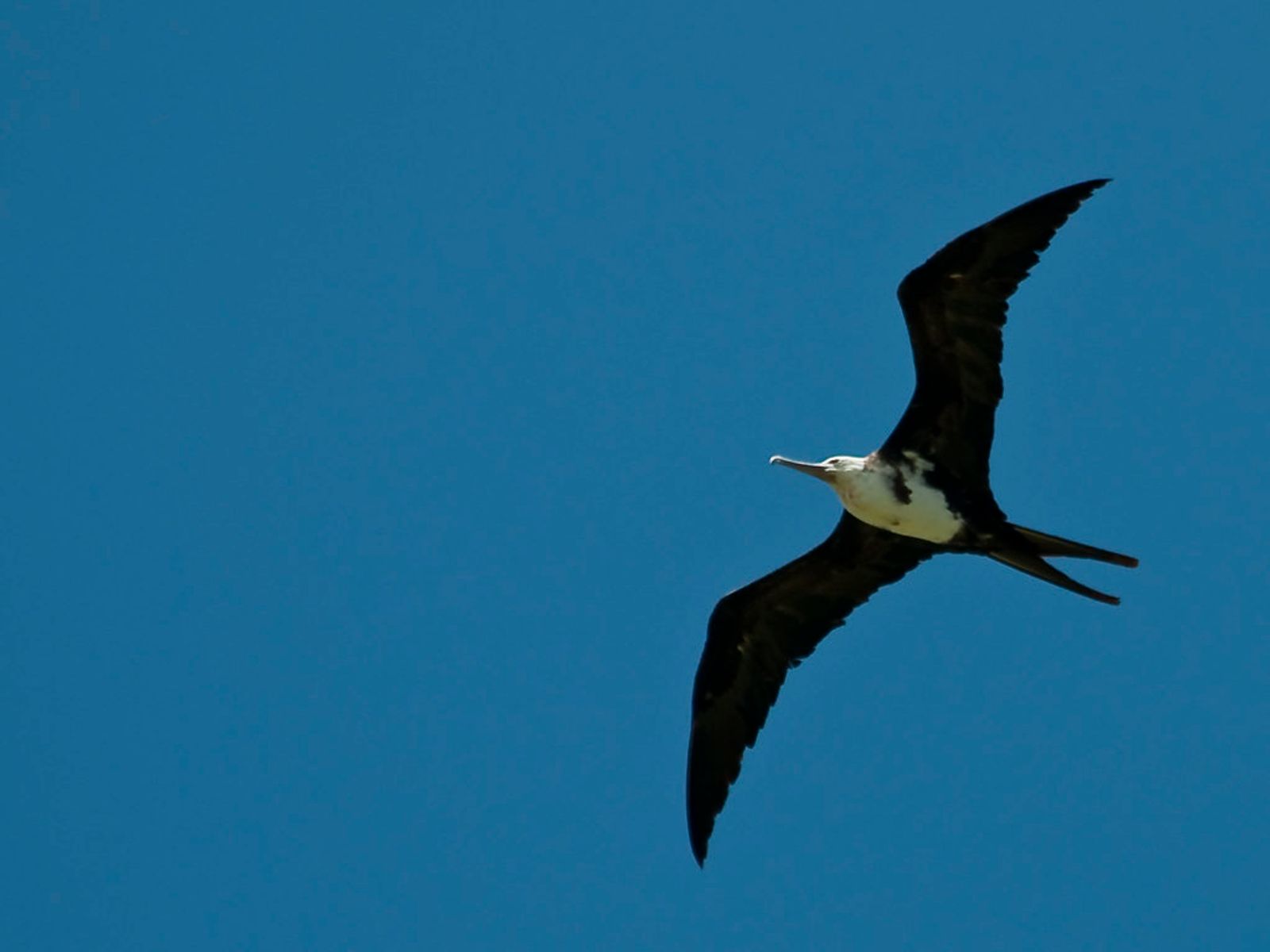 ʻIwa: The Soaring Thief of Kauai’s Skies