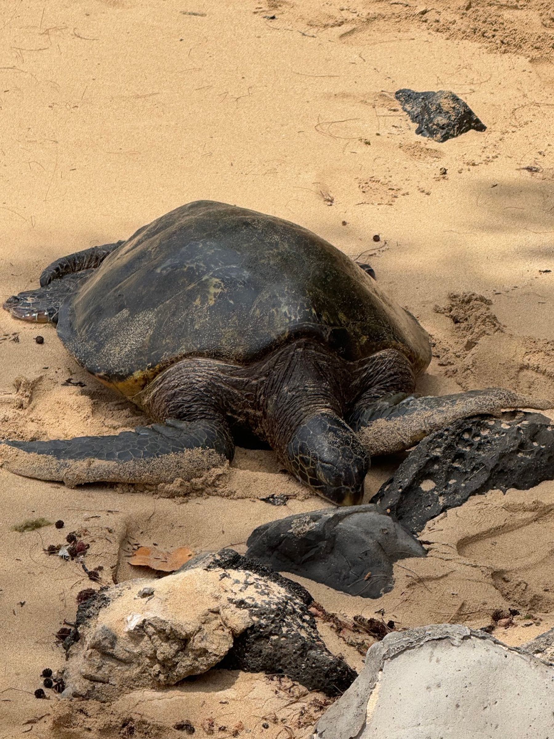 Photo 7 of Hawaii Turtle Tours in Ala Moana & Mōʻiliʻili, Oahu