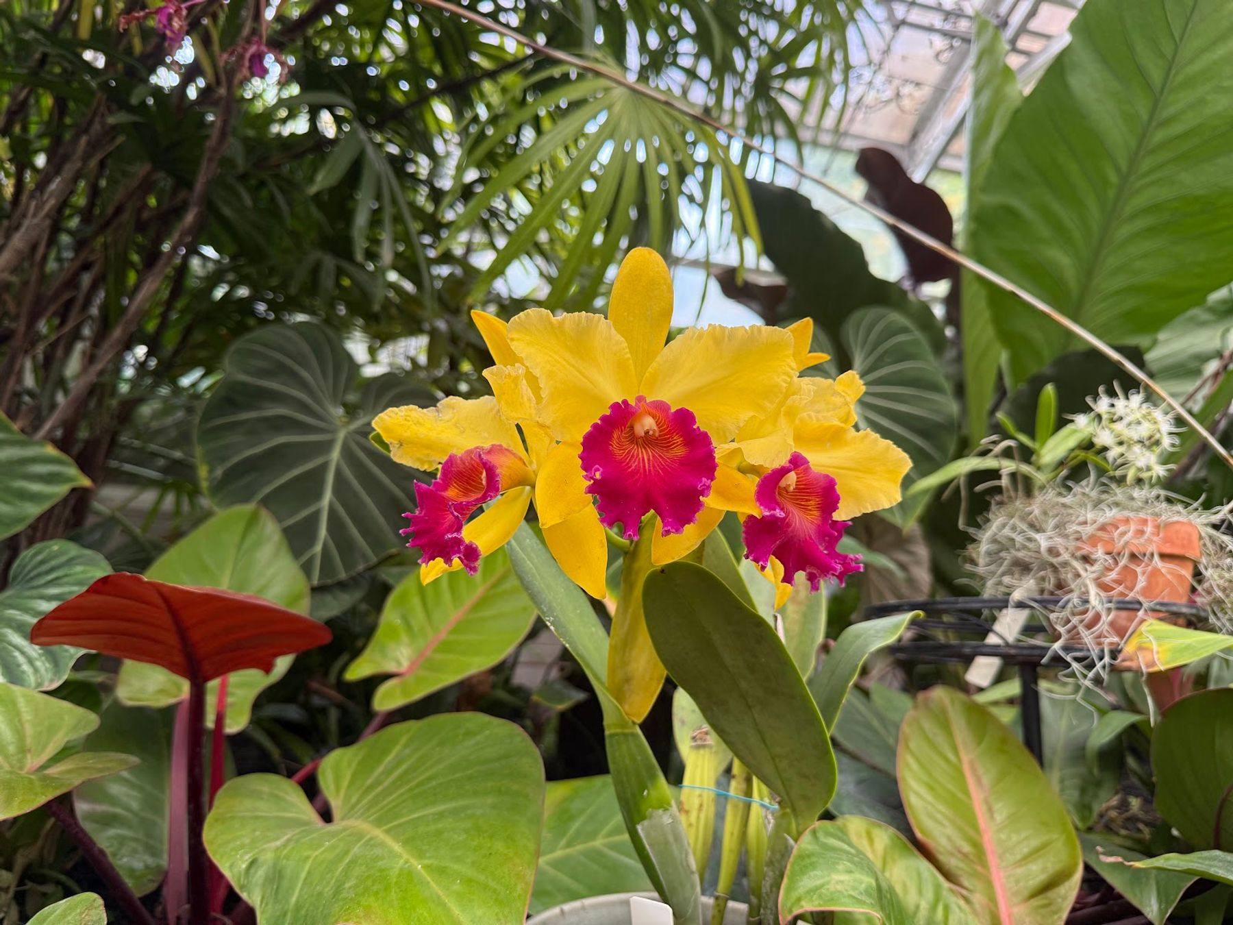 Photo 5 of Foster Botanical Garden in Downtown, Chinatown & Kakaʻako, Oahu