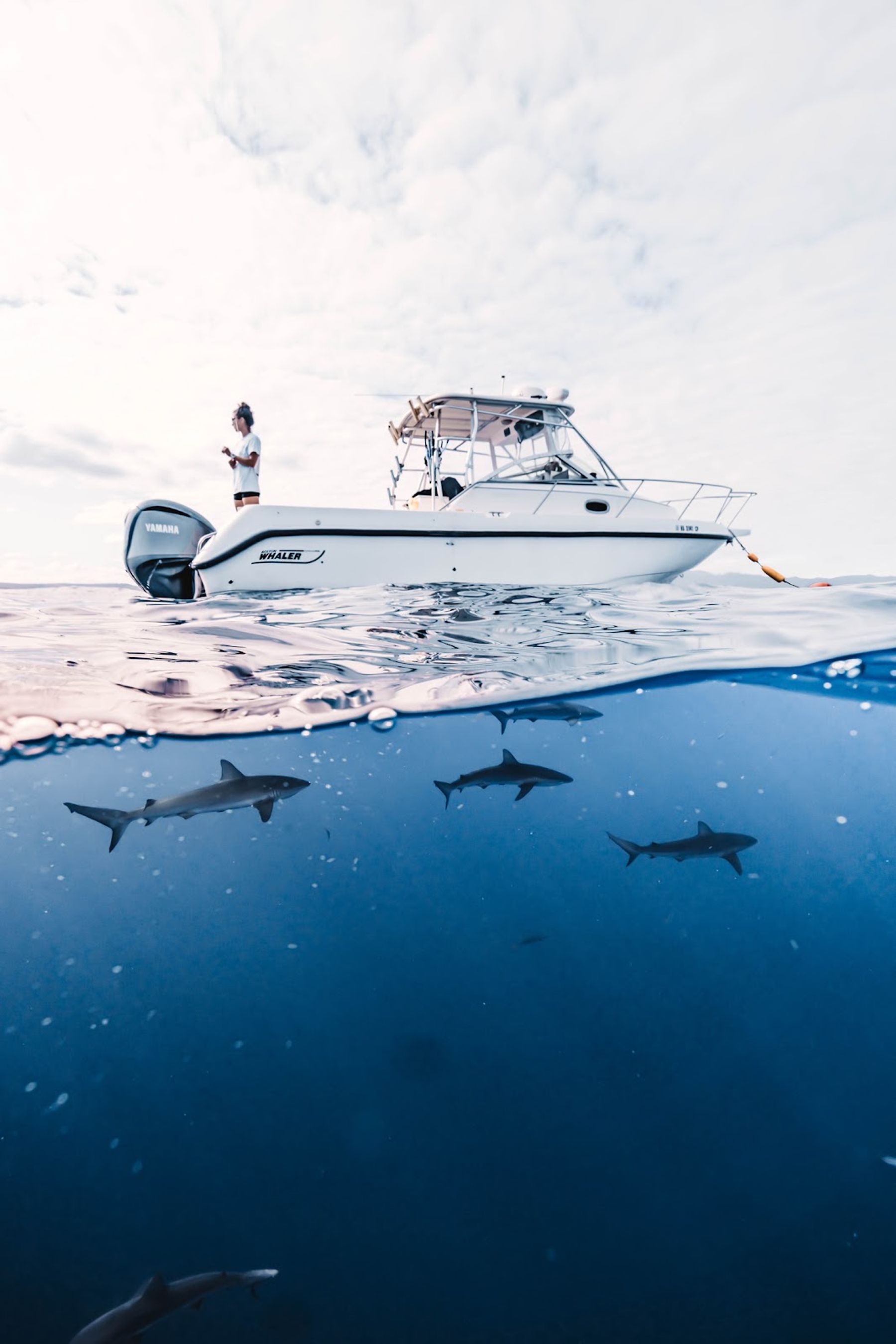 Photo 2 of Deep Blue Eco Tours in Haleʻiwa, Oahu
