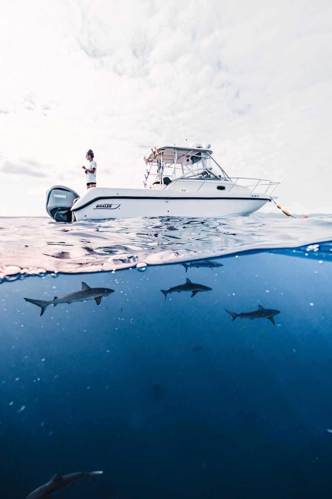 Photo 2 of Deep Blue Eco Tours in Haleʻiwa, Oahu