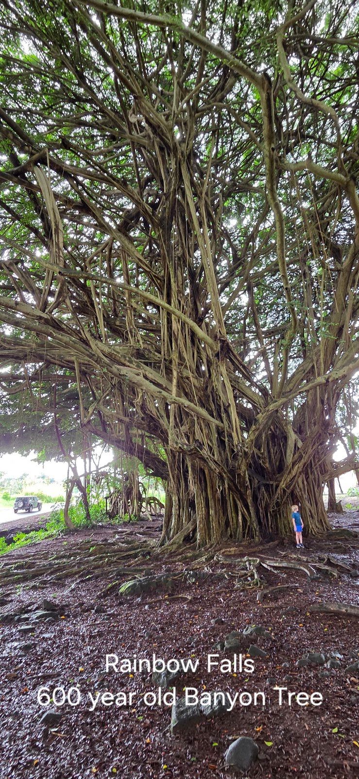 Photo 4 of Makaio Tours Hawaii in Mountain View, Big Island