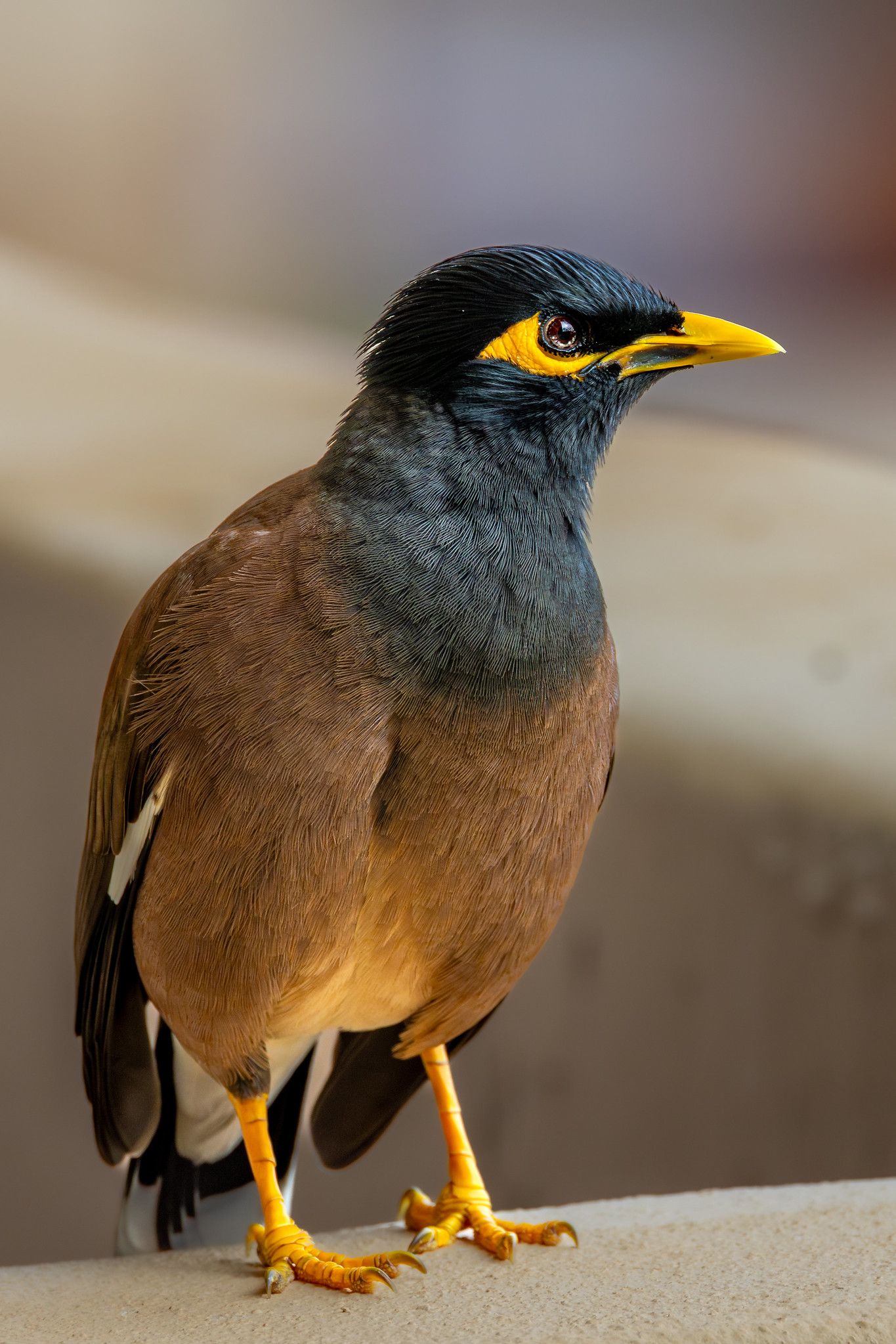 Close-up portrait of a common myna with a yellow bill and eye patch perched on a railing with a blurred background