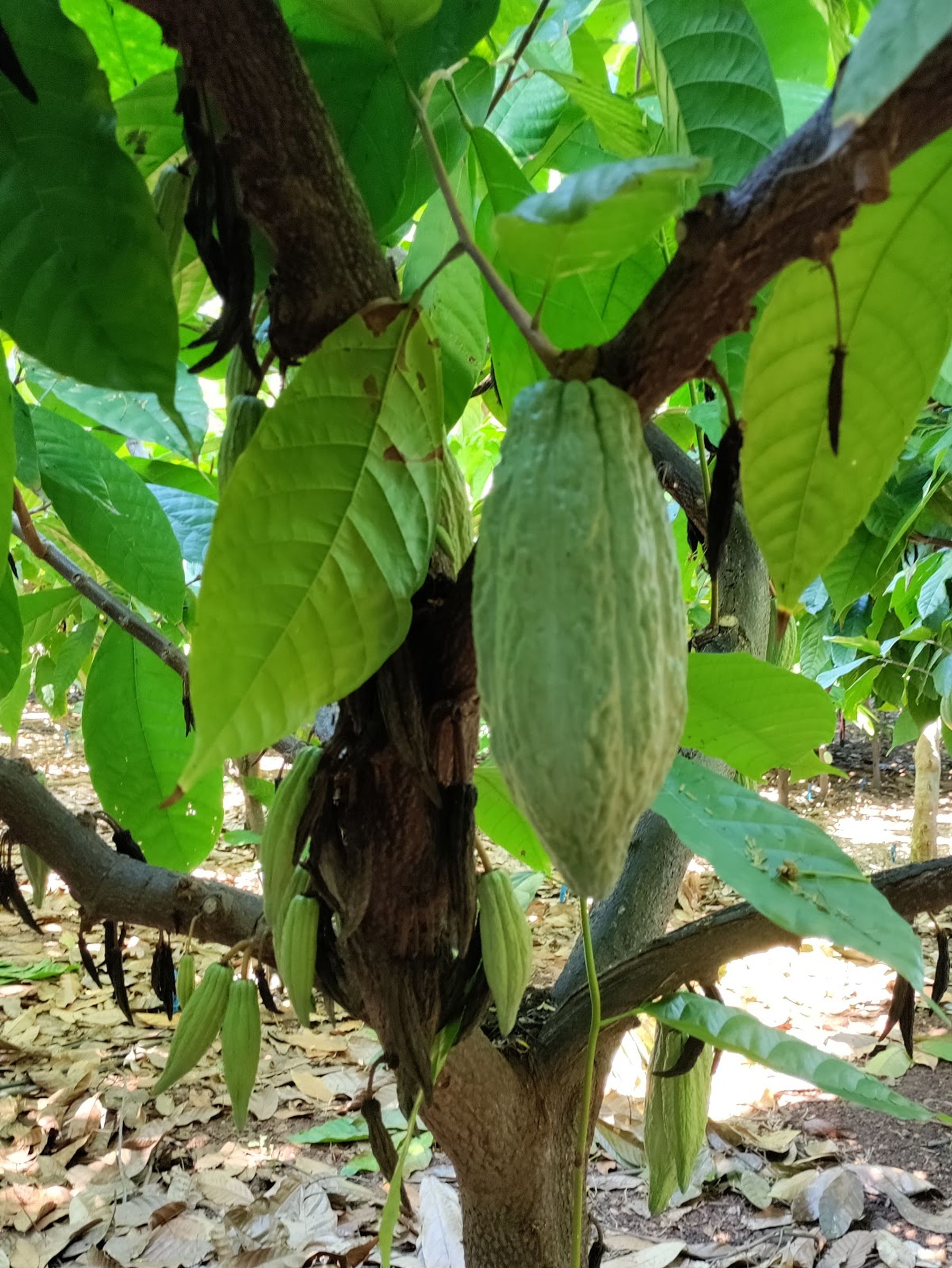 Photo 2 of Maui Ku’ia Estate Cacao Farm in Lāhainā, Maui