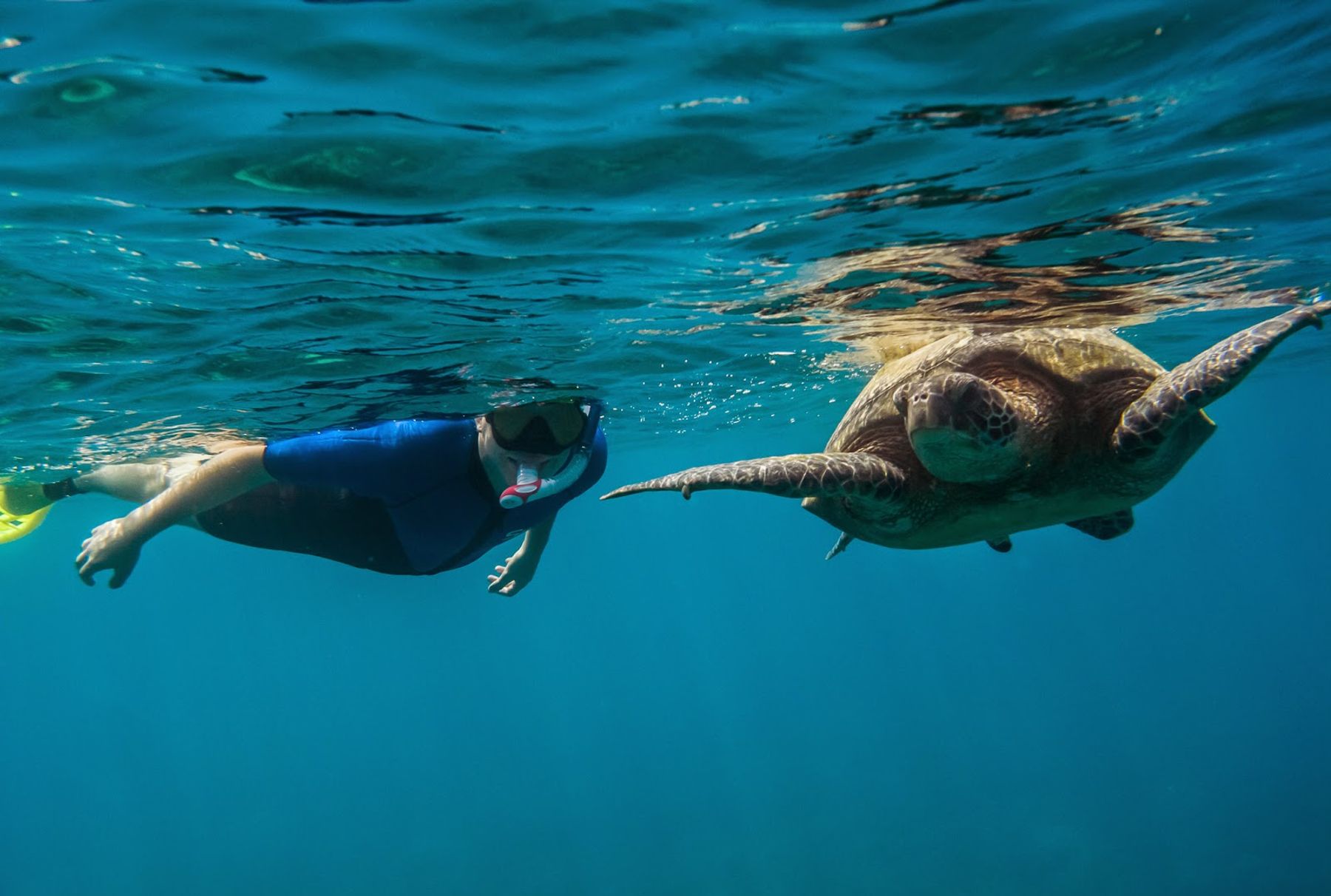Photo 1 of Maui Snorkel Tours in Kīhei, Maui