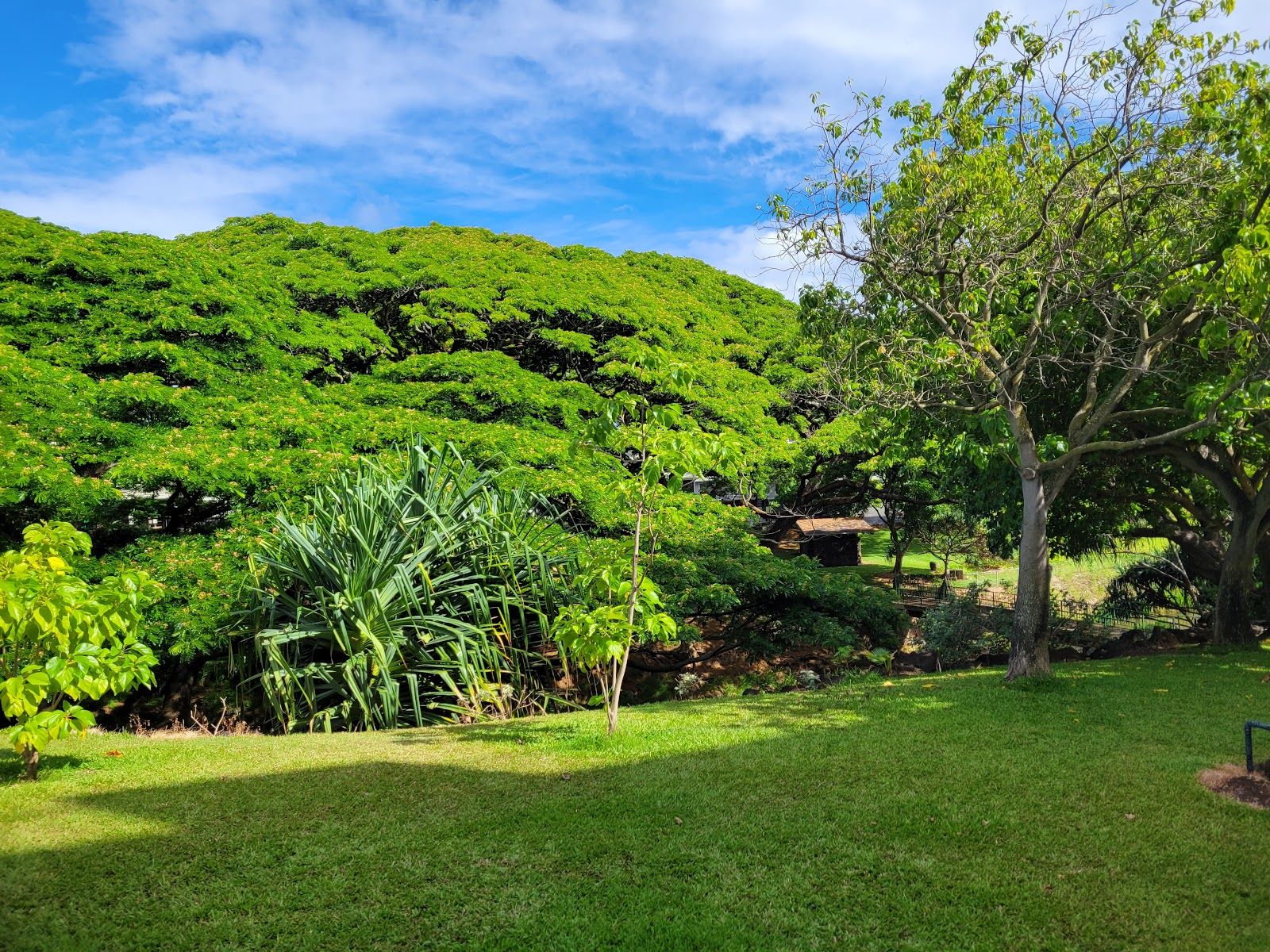 Photo 4 of Liliʻuokalani Botanical Garden in Mānoa, Makiki & Nuʻuanu, Oahu
