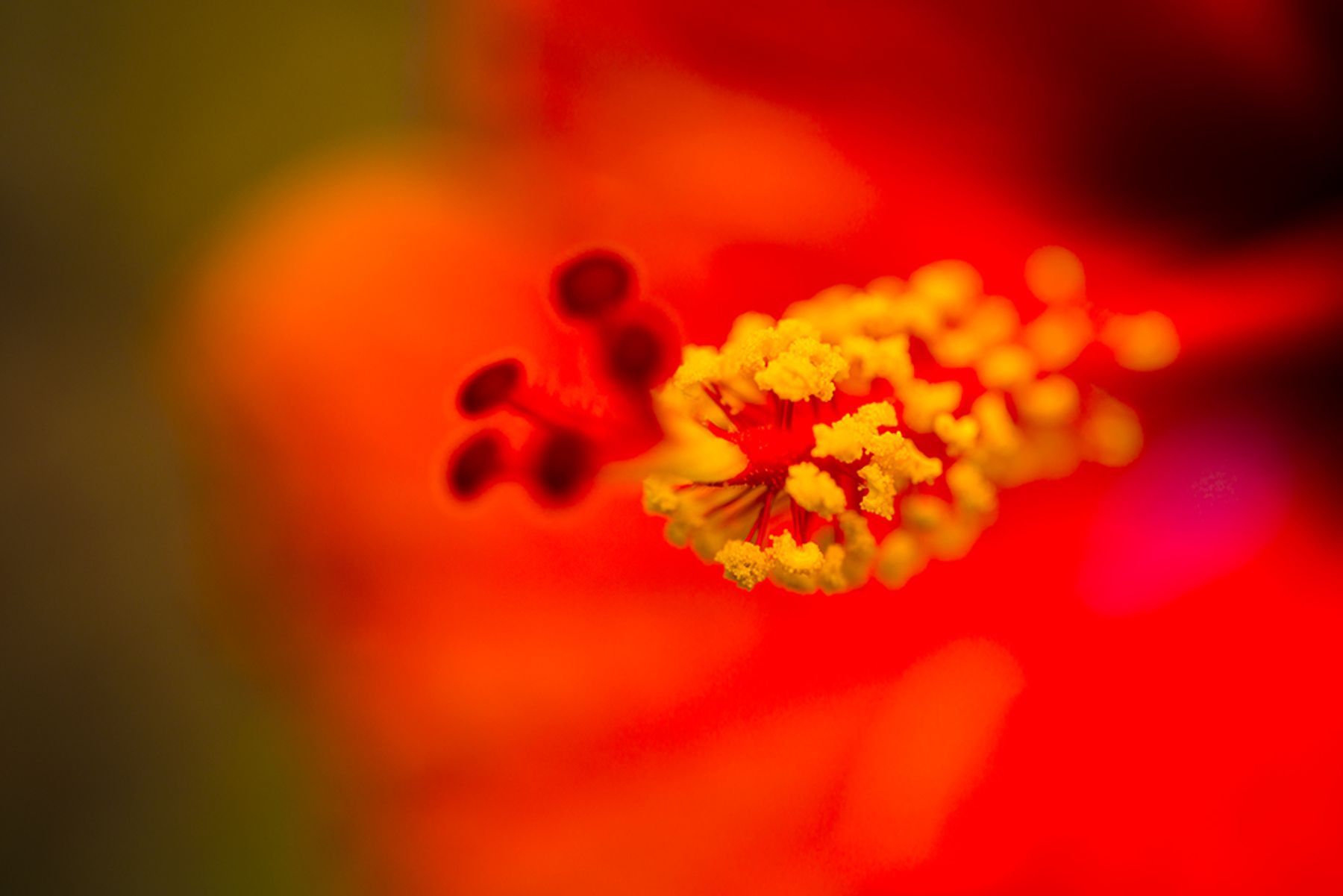 Extreme close-up of a hibiscus stamen with yellow pollen against a soft red-orange blurred background