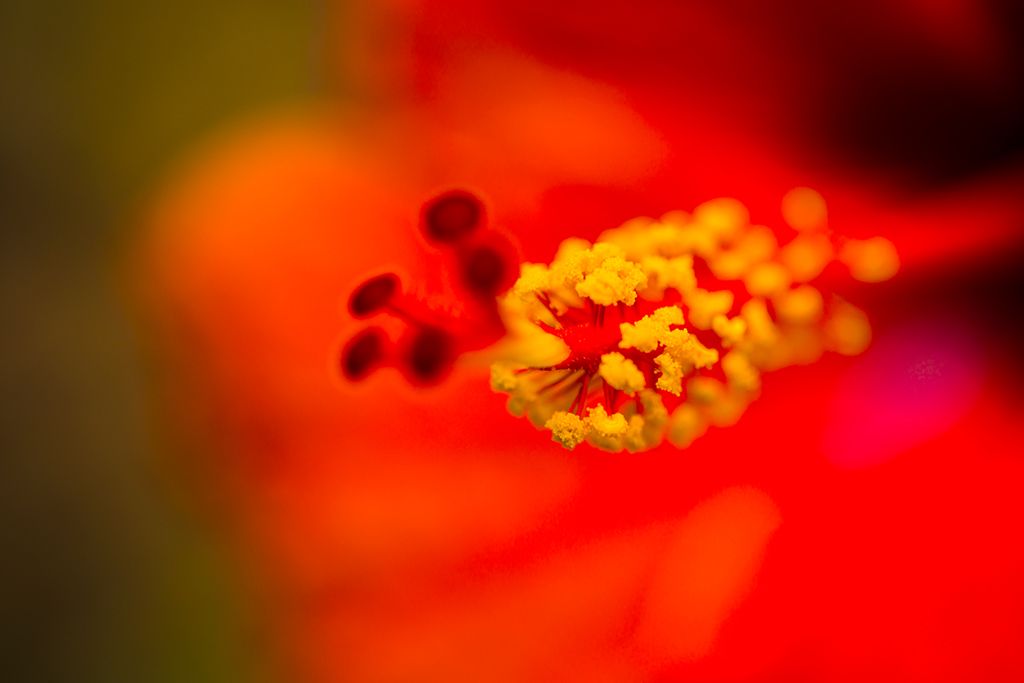 Extreme close-up of a hibiscus stamen with yellow pollen against a soft red-orange blurred background