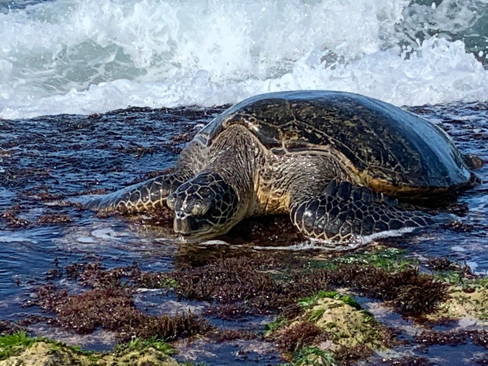 Photo 3 of Laniakea Beach in Haleʻiwa, Oahu
