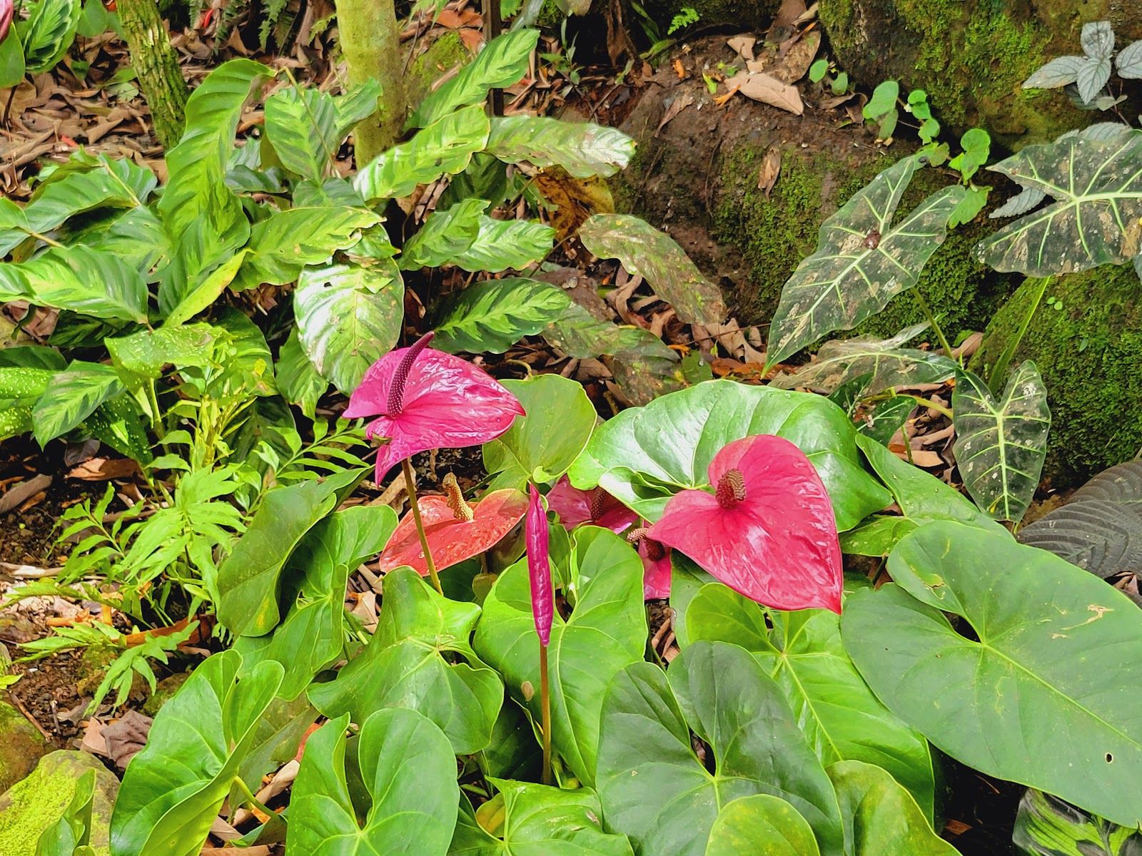 Princeville Botanical Gardens in Princeville, Kaua‘i photo 3