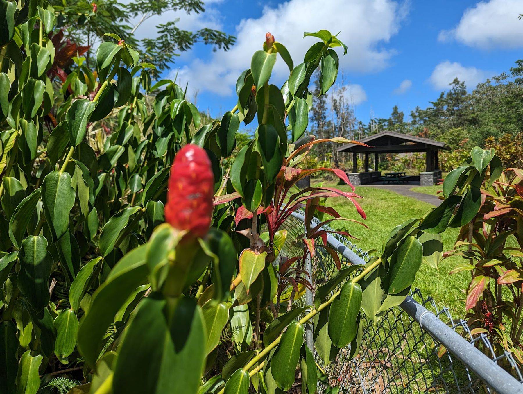 Photo 10 of Lava Tree State Monument in Pāhoa, Big Island