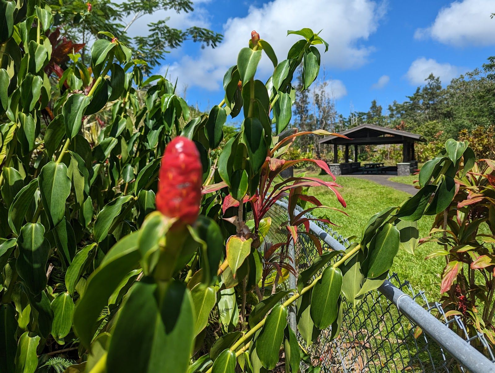 Photo 10 of Lava Tree State Monument in Pāhoa, Big Island