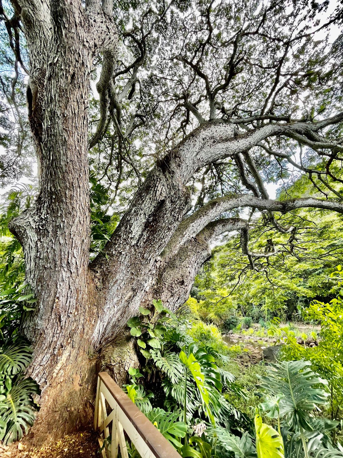Photo 4 of Waimea Valley in Pūpūkea, Oahu