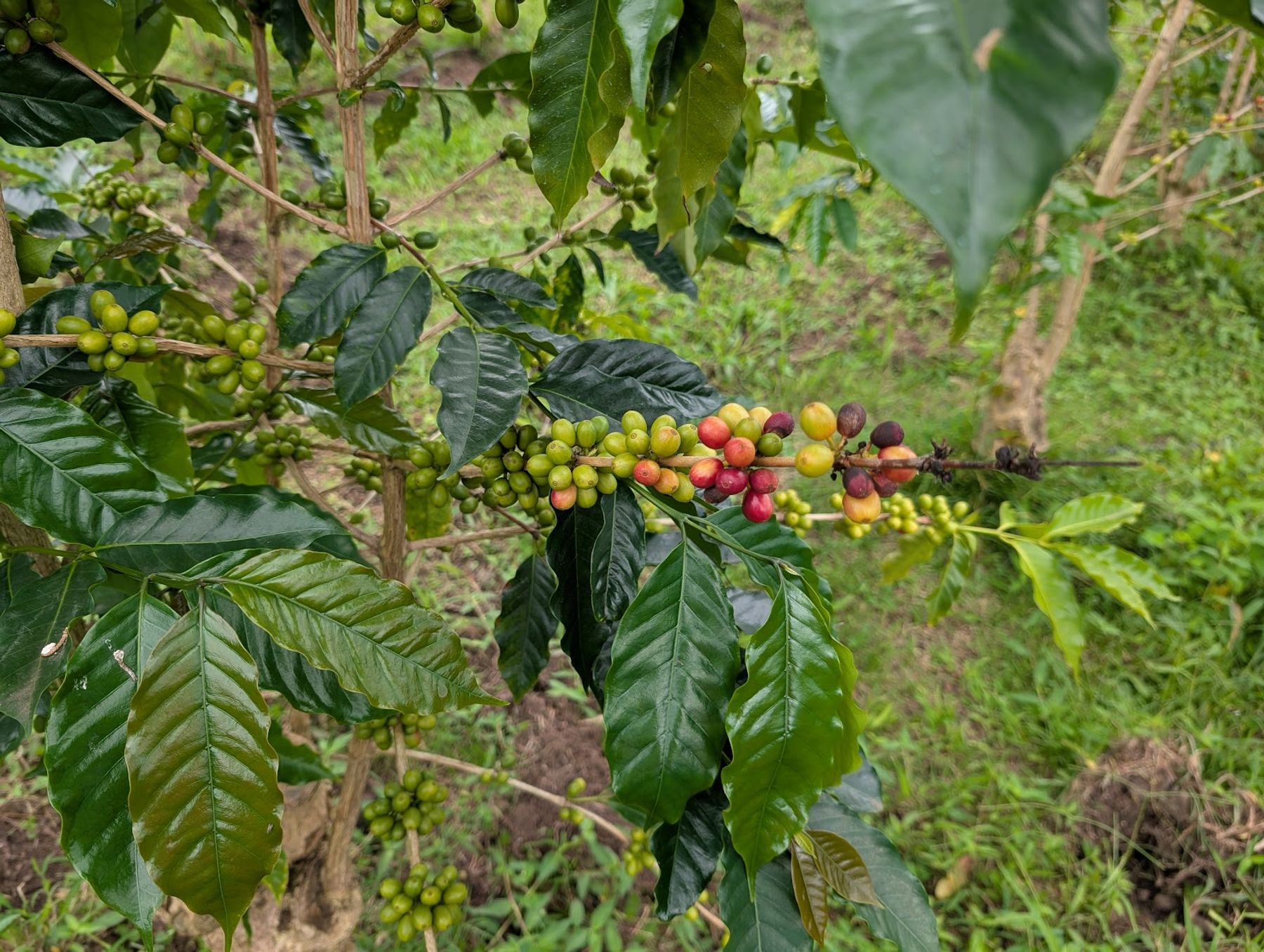 Photo 4 of Hula Daddy Kona Coffee in Hōlualoa, Big Island