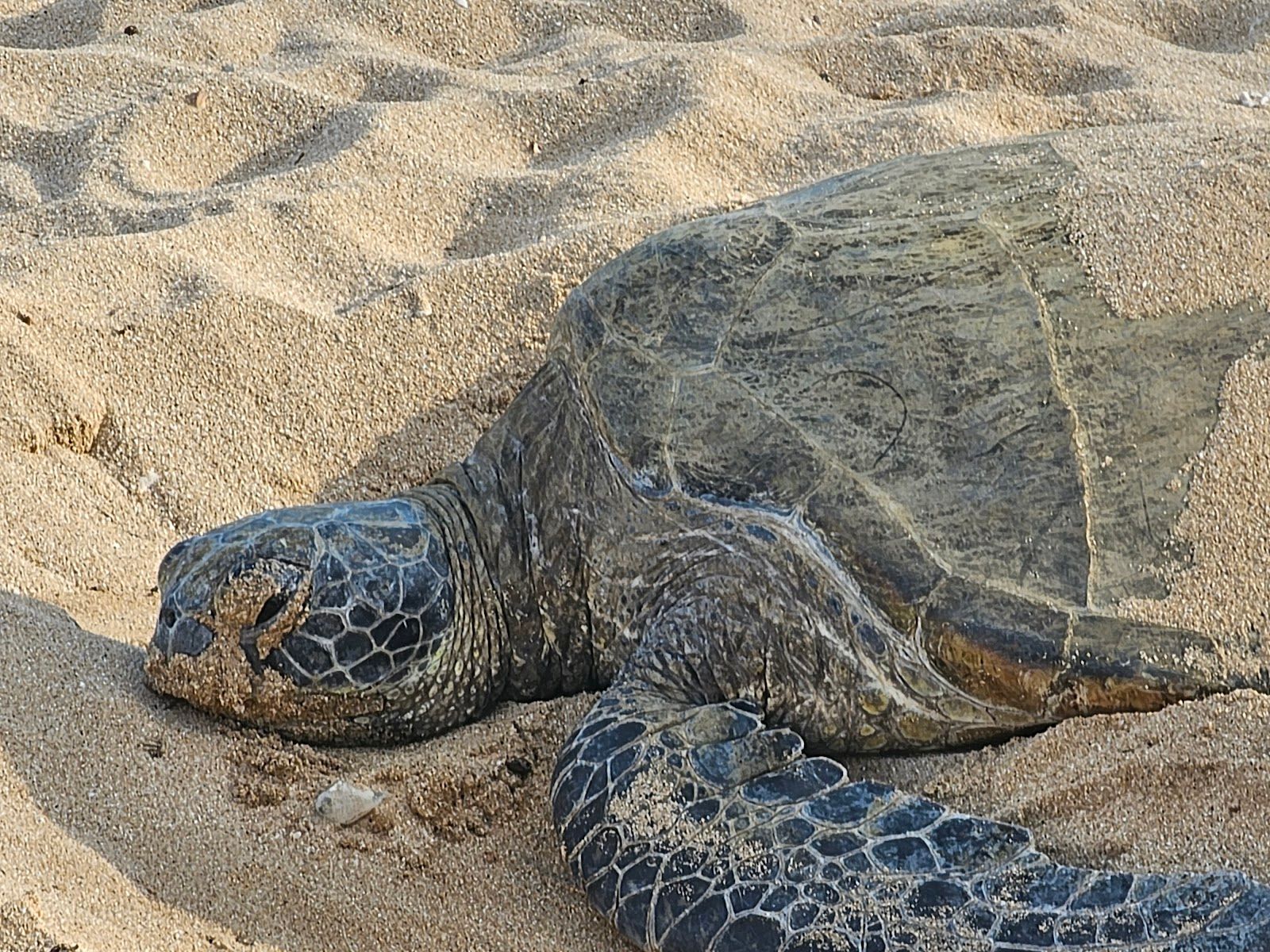 Photo 10 of Haleʻiwa Beach Park in Haleʻiwa, Oahu
