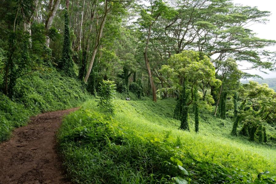 Kuilau Ridge Trailhead in Kapaʻa, Kaua‘i