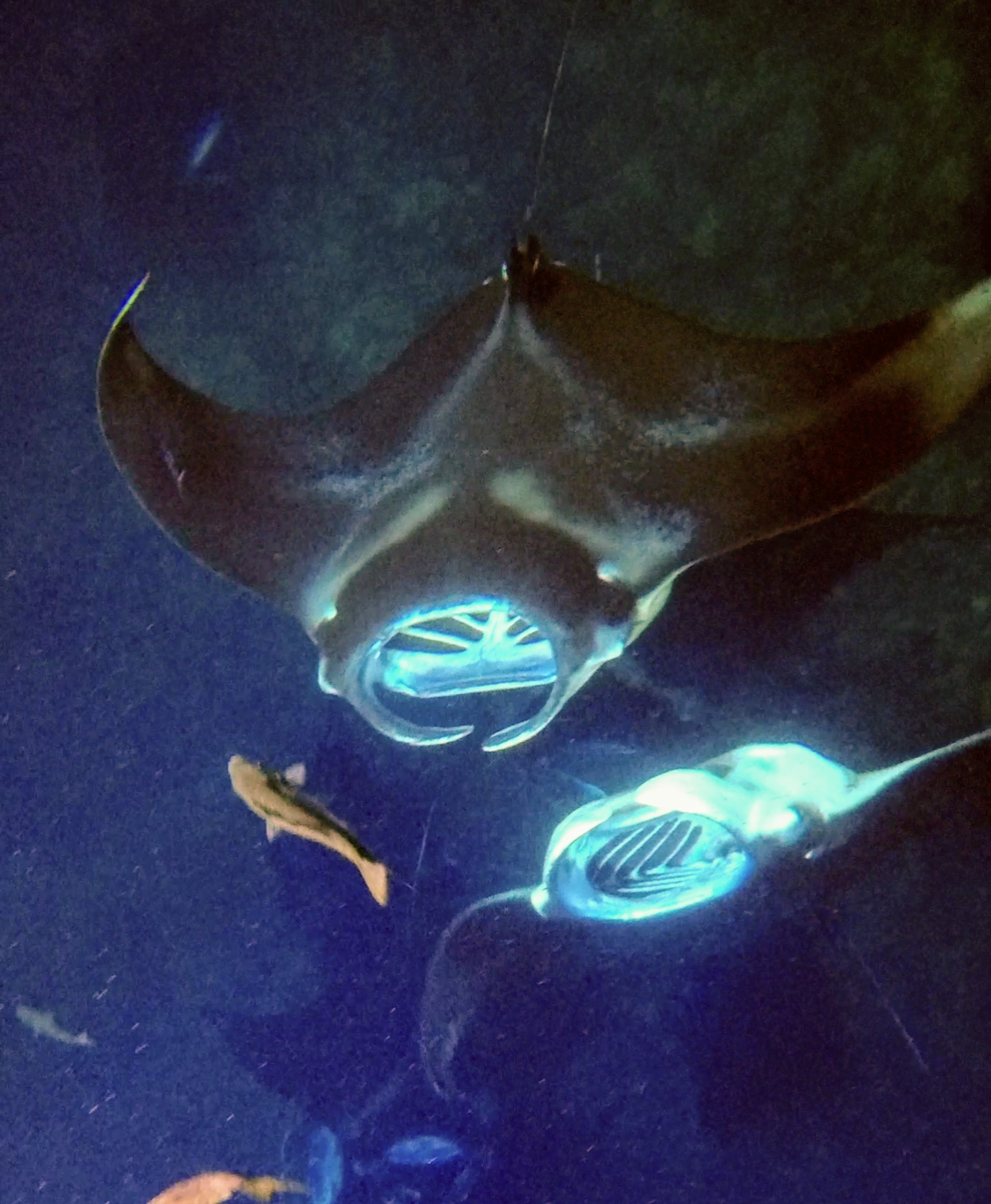 Photo 1 of Ocean Encounters in Kailua-Kona, Big Island