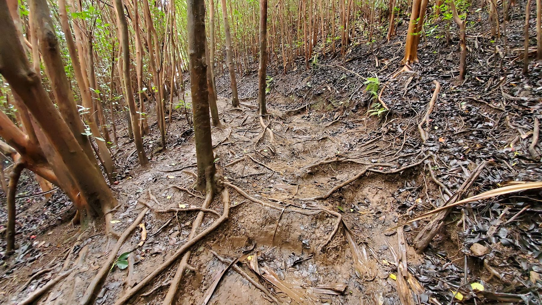 Sleeping Giant West Trailhead in Kapaʻa, Kaua‘i photo 3