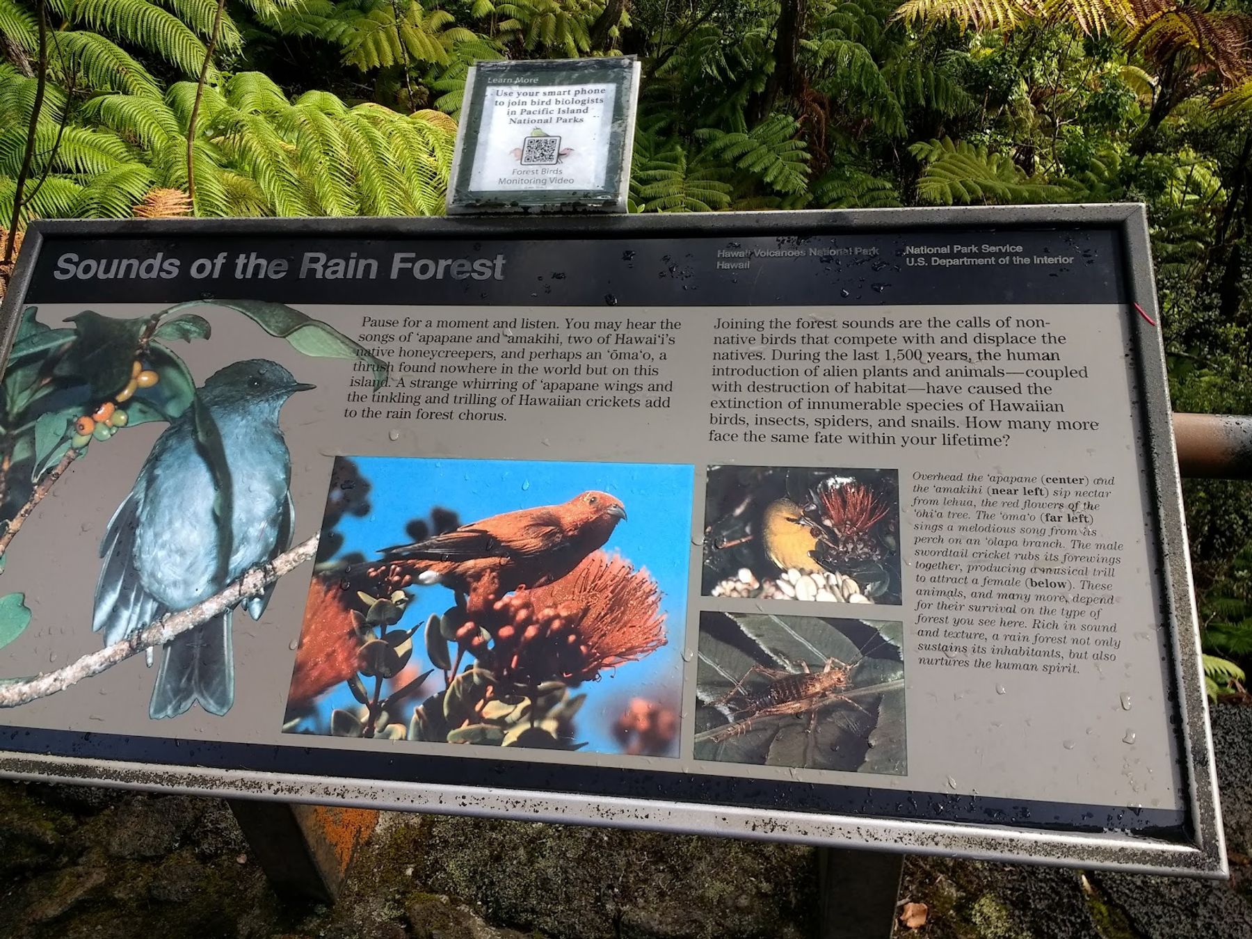 Photo 9 of Nāhuku Lava Tube in Volcano, Big Island