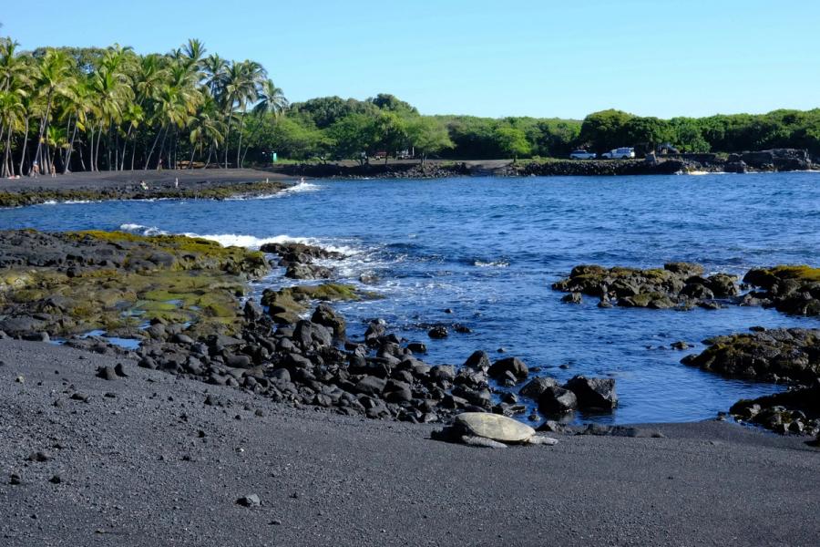 Black sand beach with rocky shoreline, a sea turtle on the sand, and palm trees beside the water at Punaluʻu on Hawaii Island.