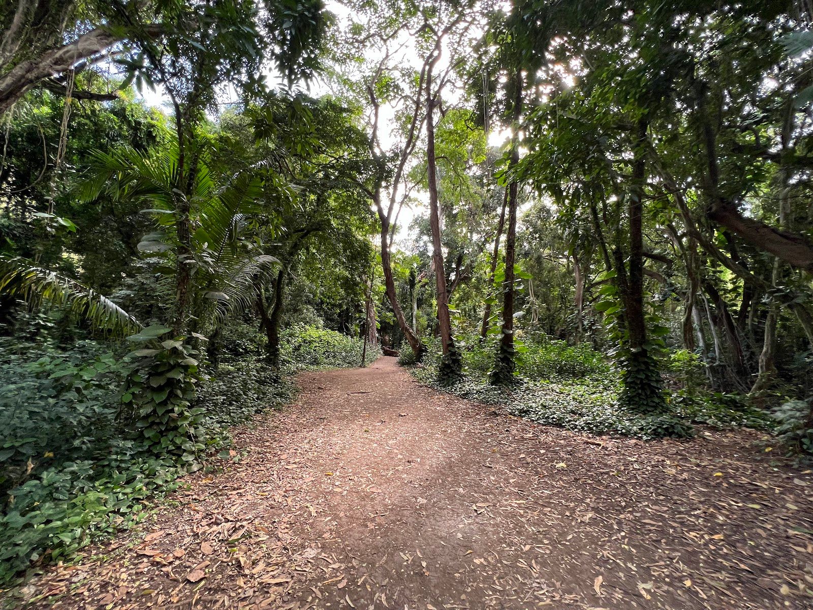 Photo 6 of Honolua Bay Access Trail in Kapalua, Maui