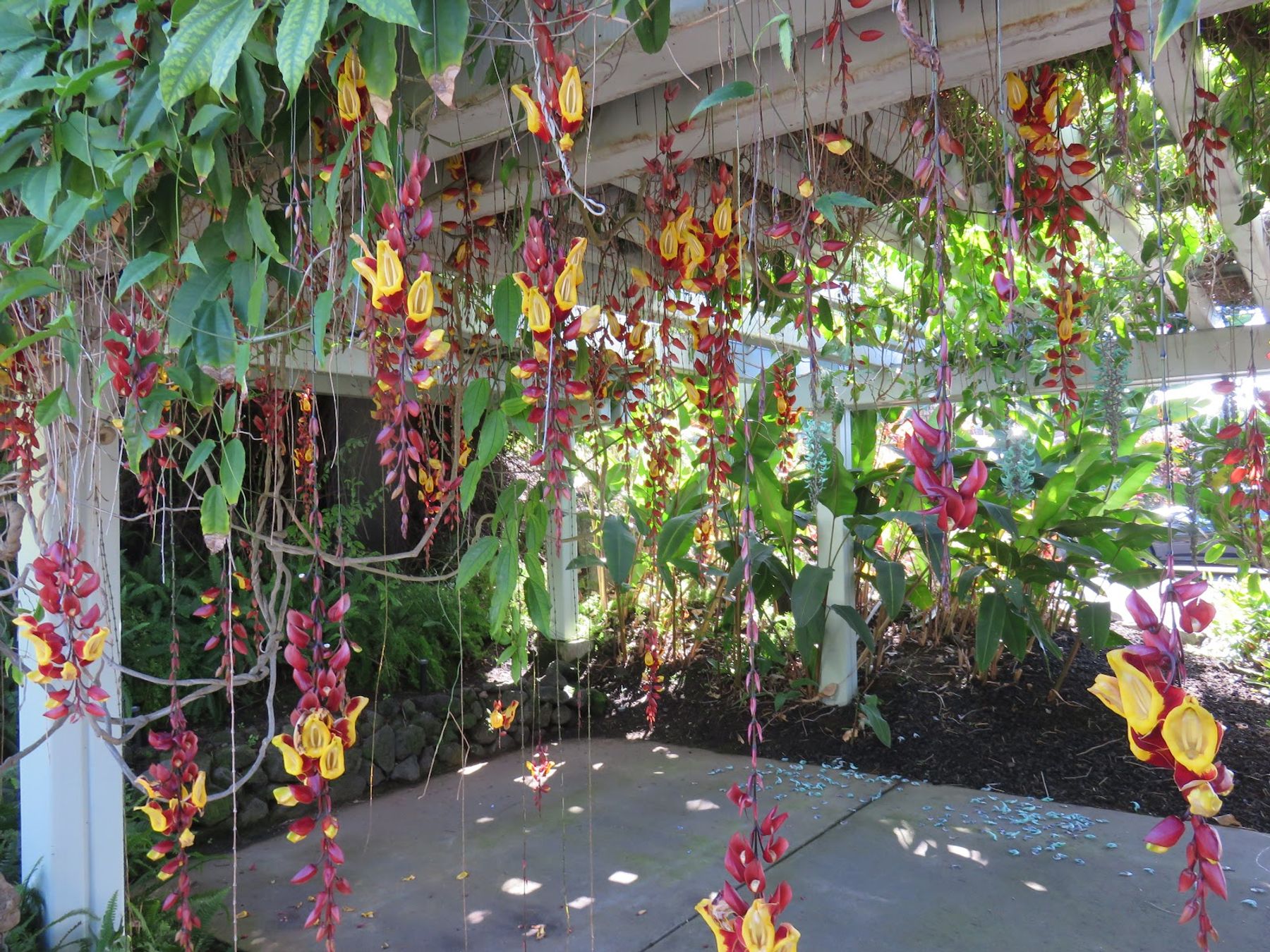 Photo 9 of Sadie Seymour Botanical Gardens and the Kona Educational Center in Kailua-Kona, Big Island