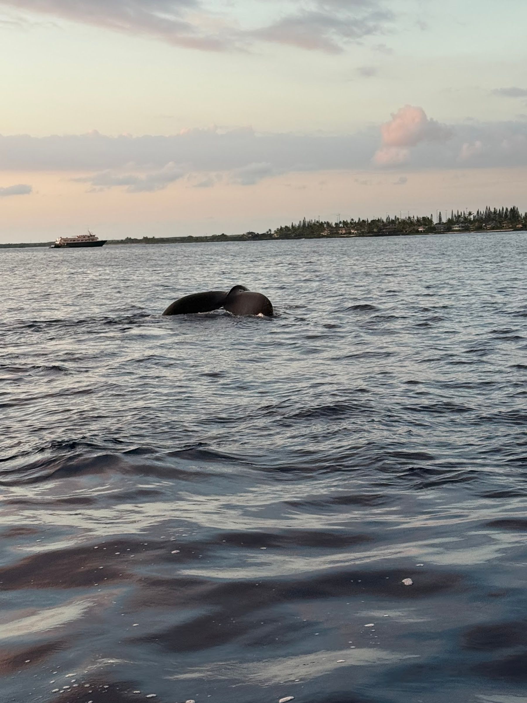 Photo 6 of Iruka Hawai‘i Dolphin and Manta Tours in Kailua-Kona, Big Island