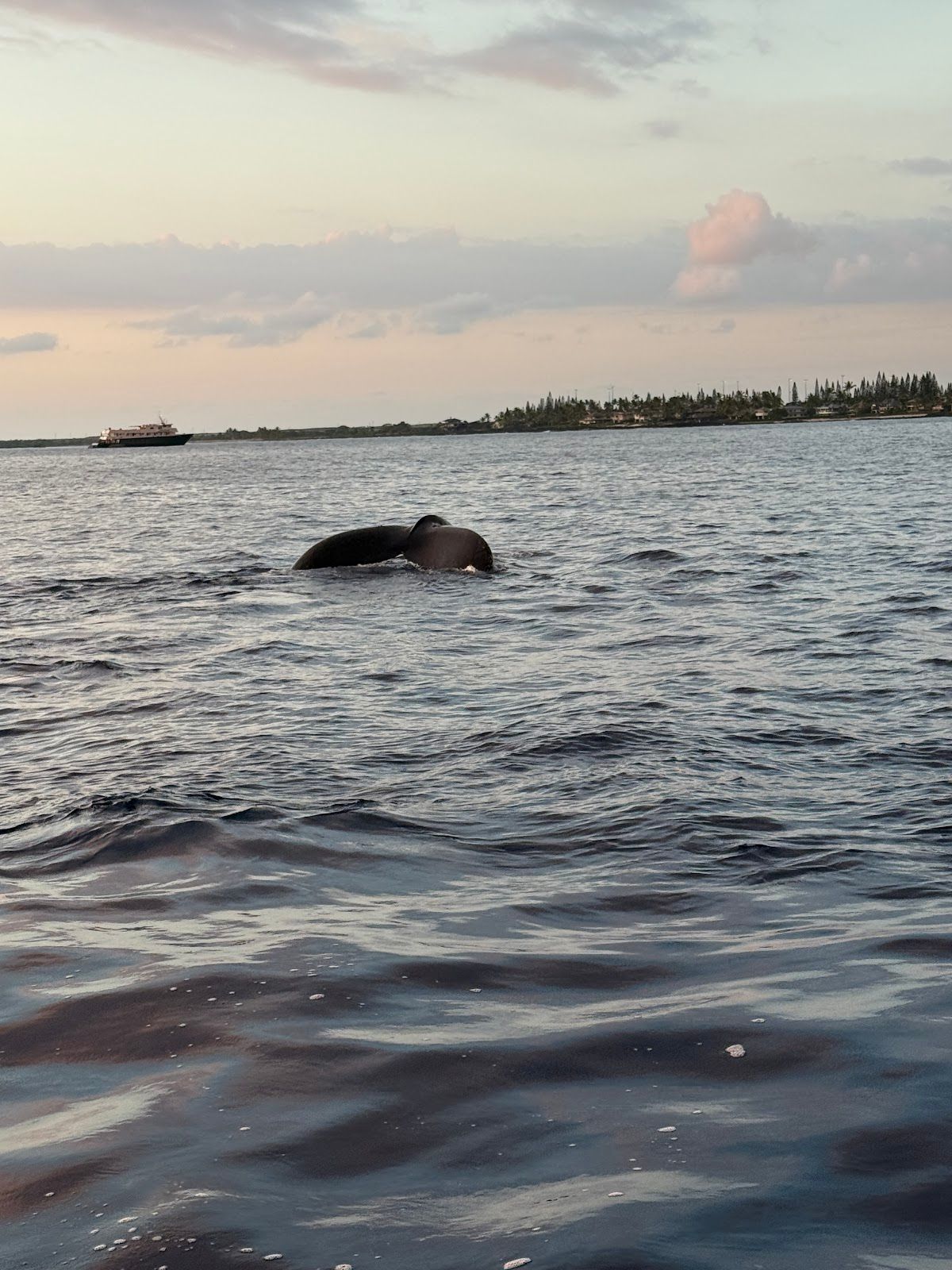 Photo 6 of Iruka Hawai‘i Dolphin and Manta Tours in Kailua-Kona, Big Island